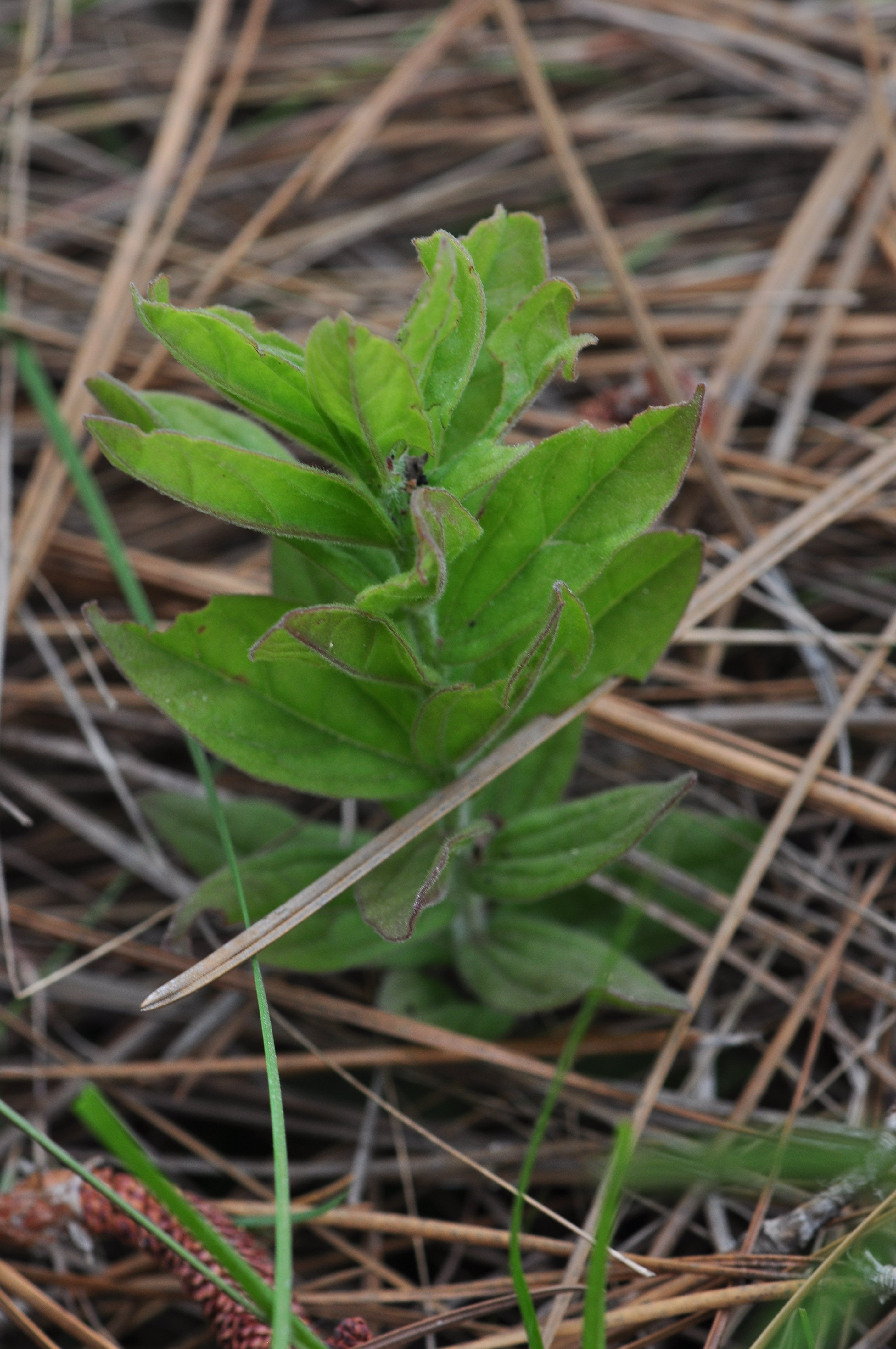 Species 2485