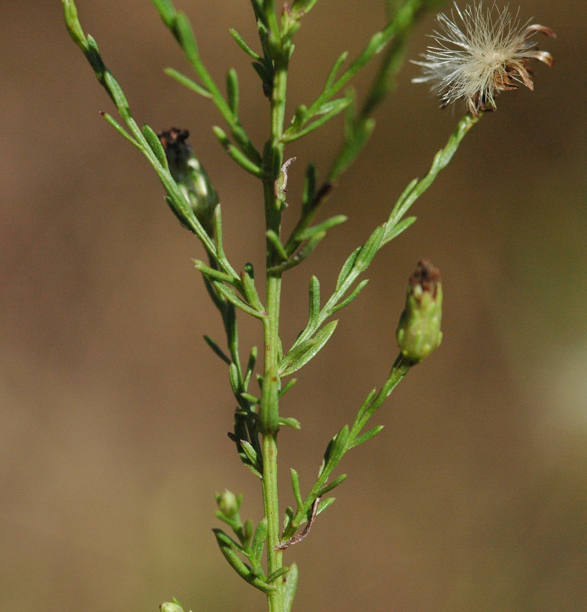 Species 287