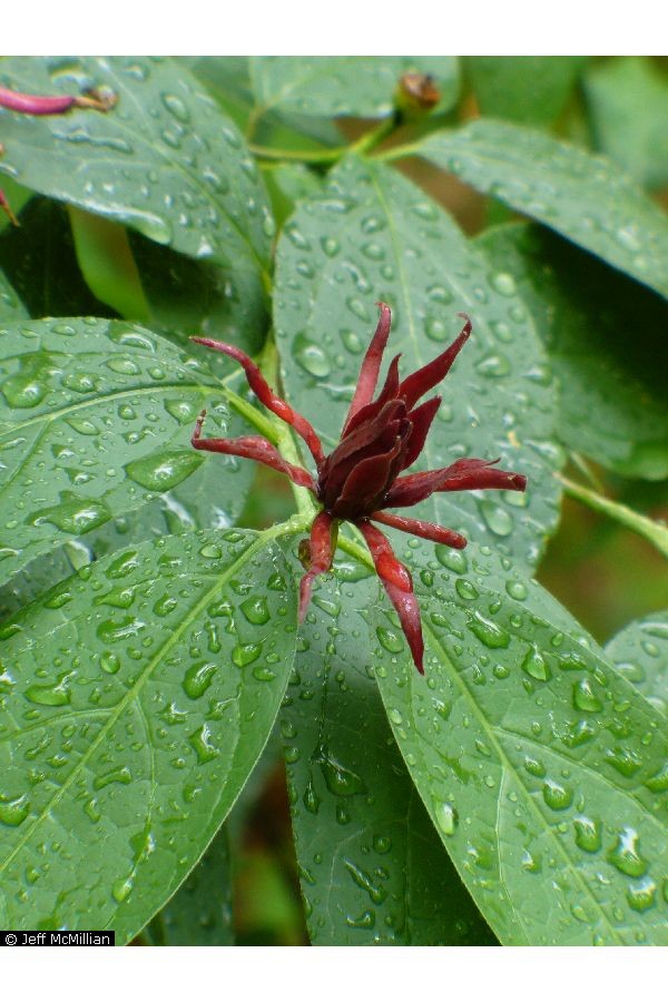 Species 3609