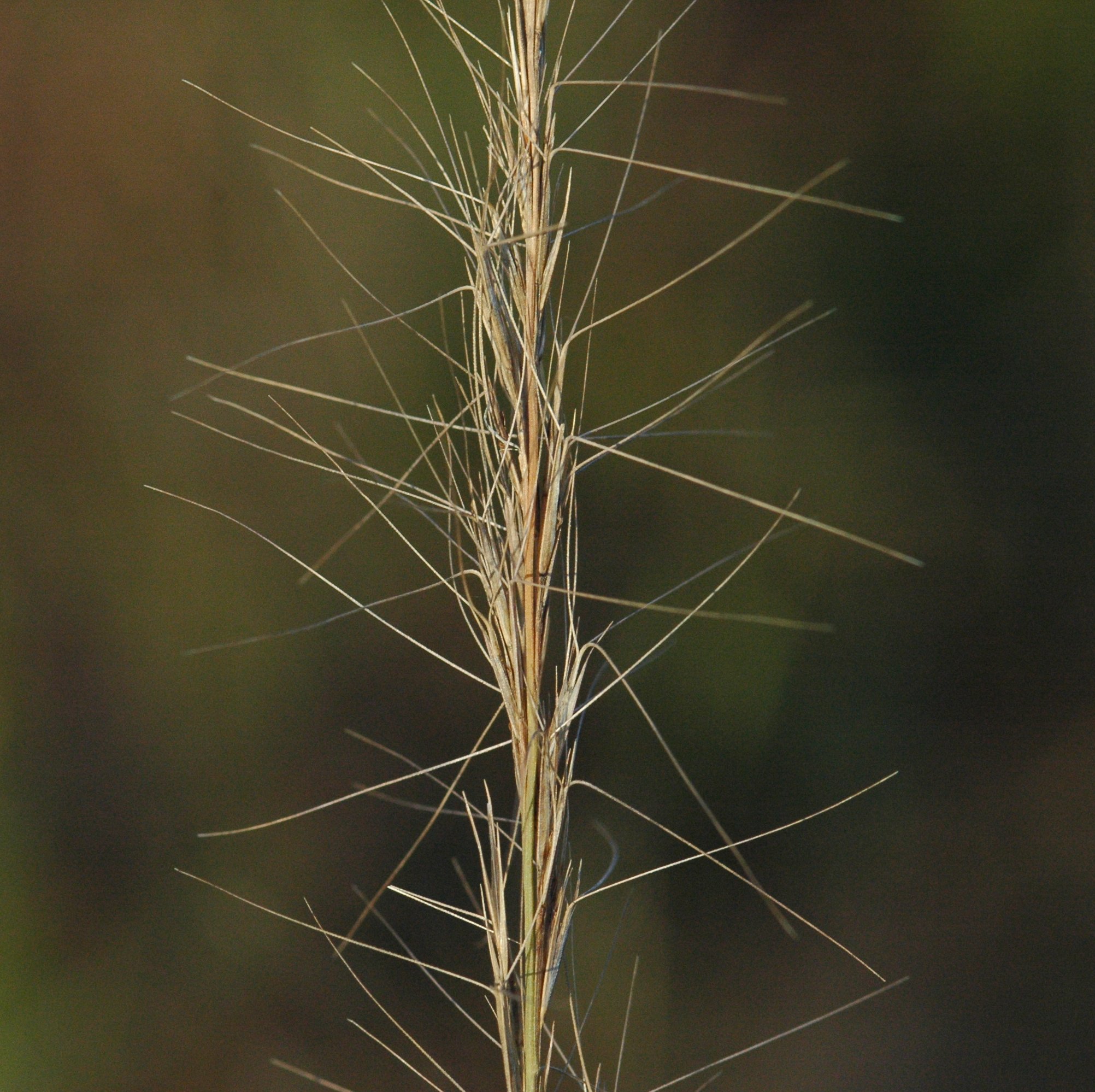 Plants of Louisiana