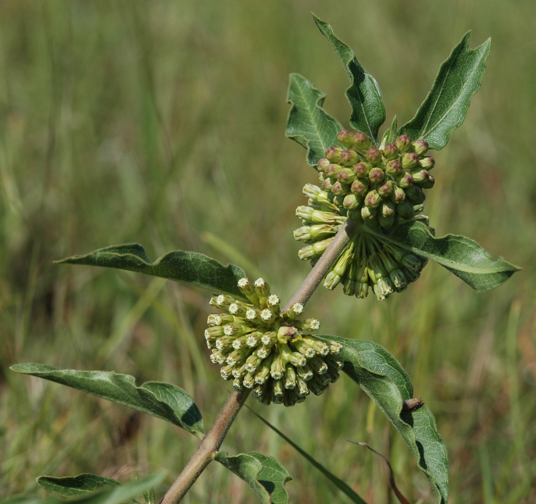 Plants of Louisiana