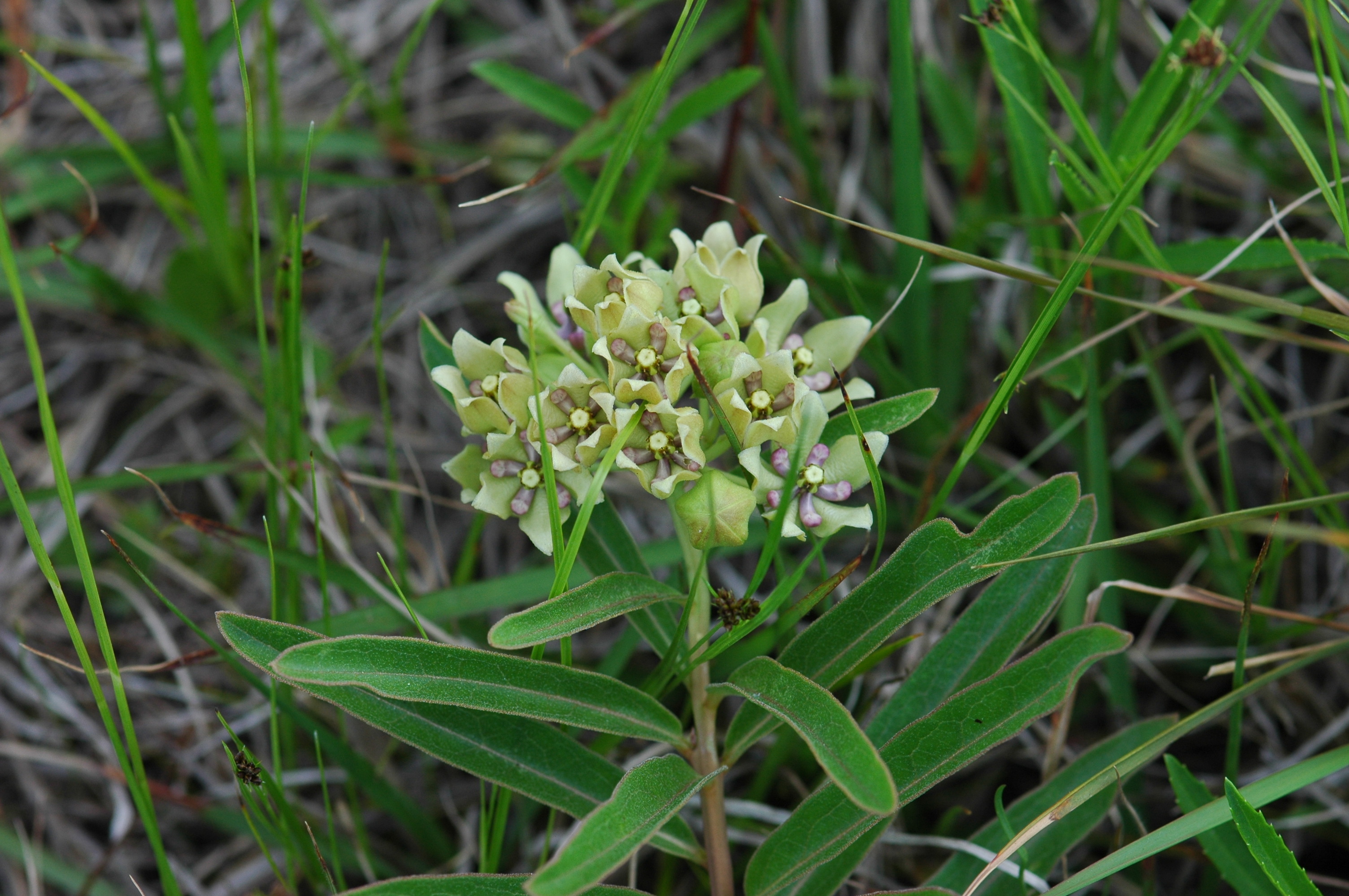 Asclepias viridis deals