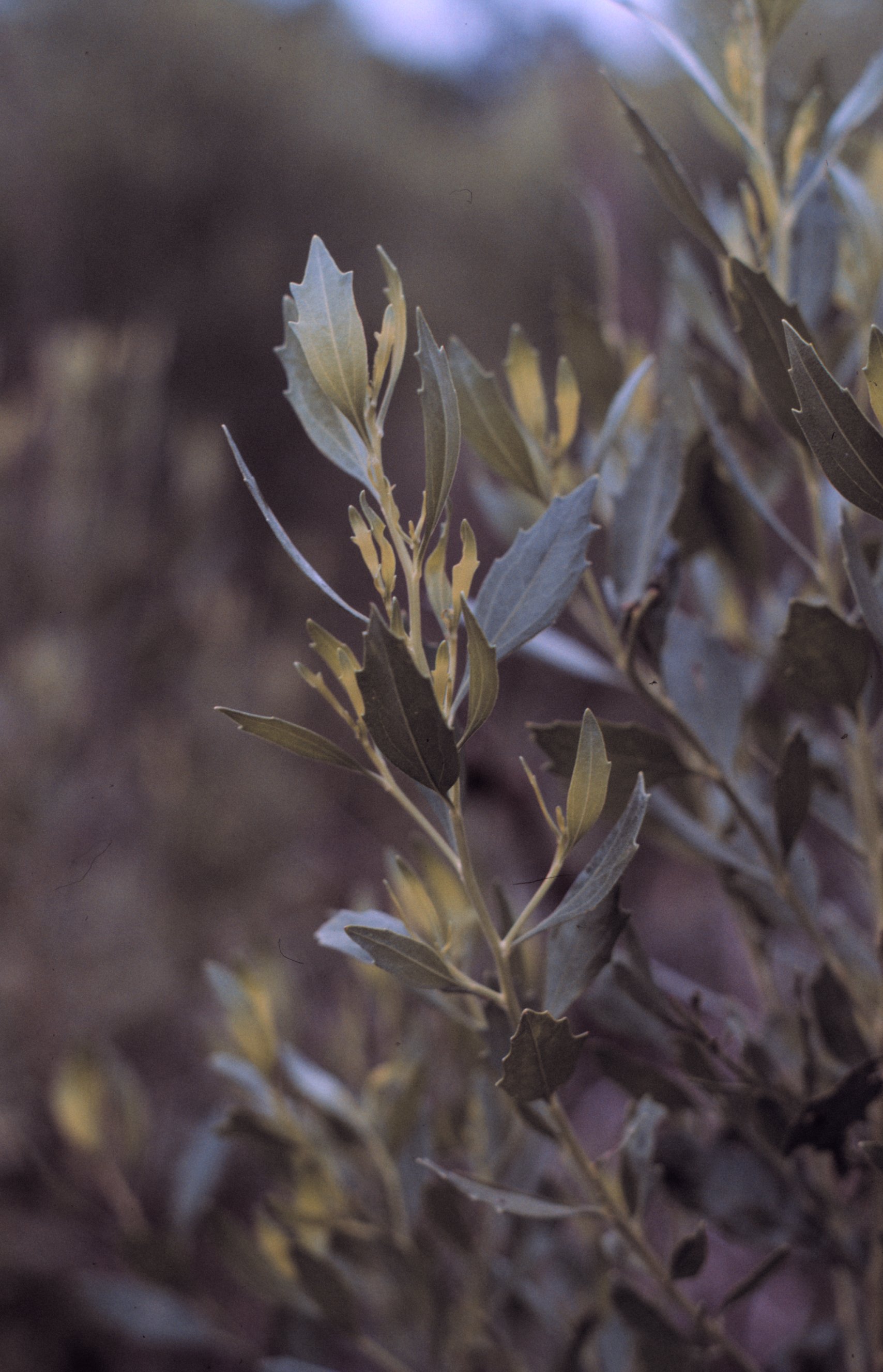 Fiore di Baccharis halimifolia