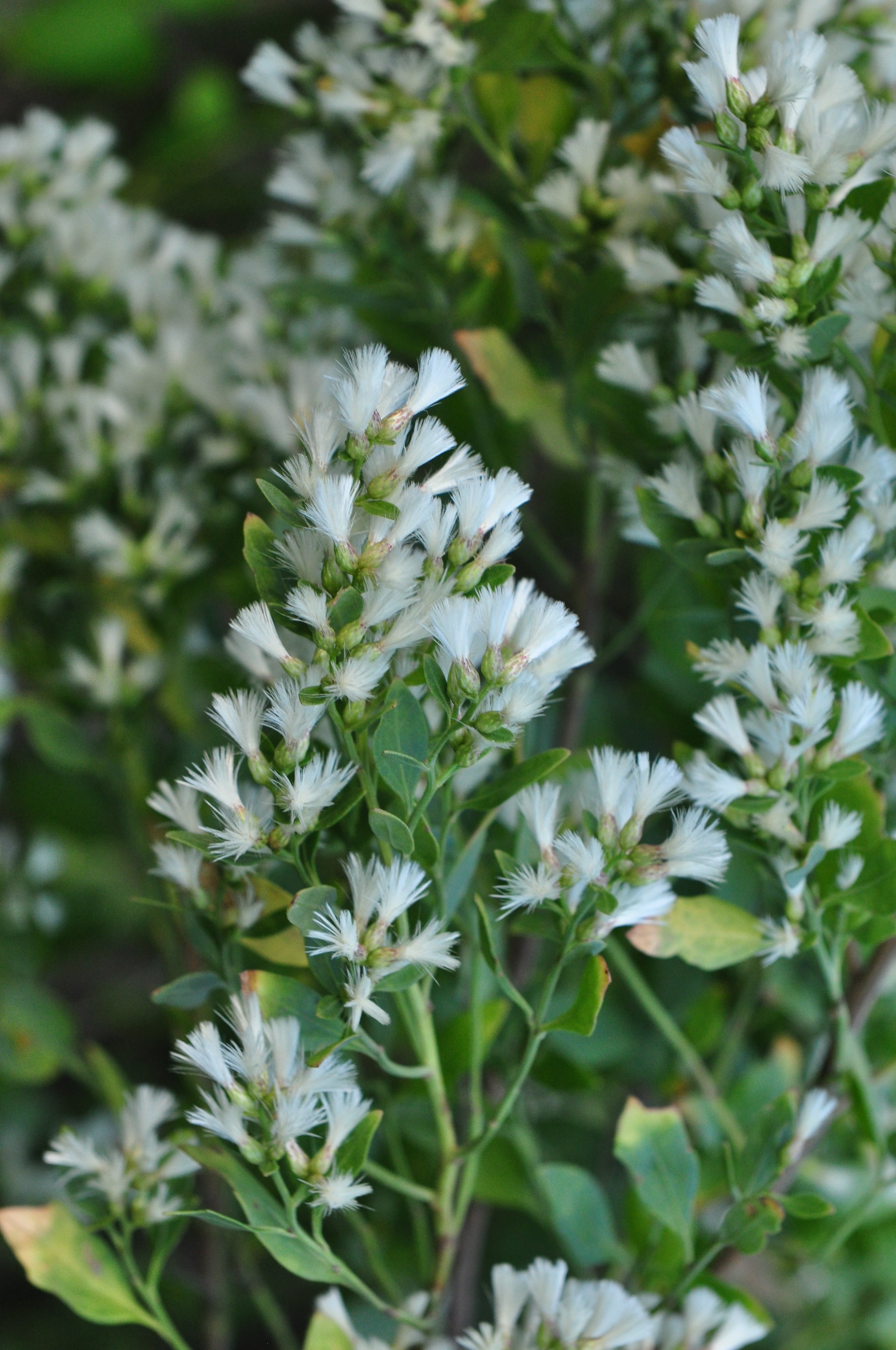 Fiore di Baccharis halimifolia