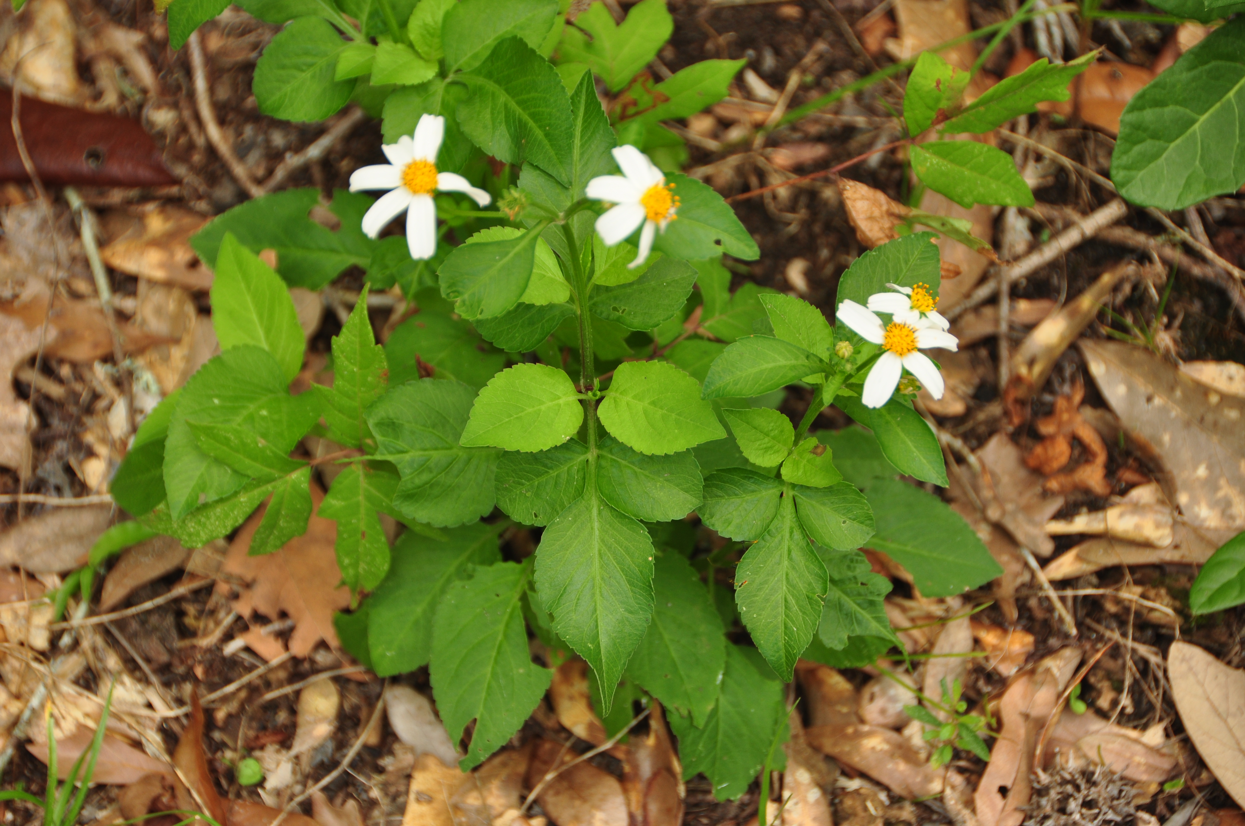 Plants Of Louisiana