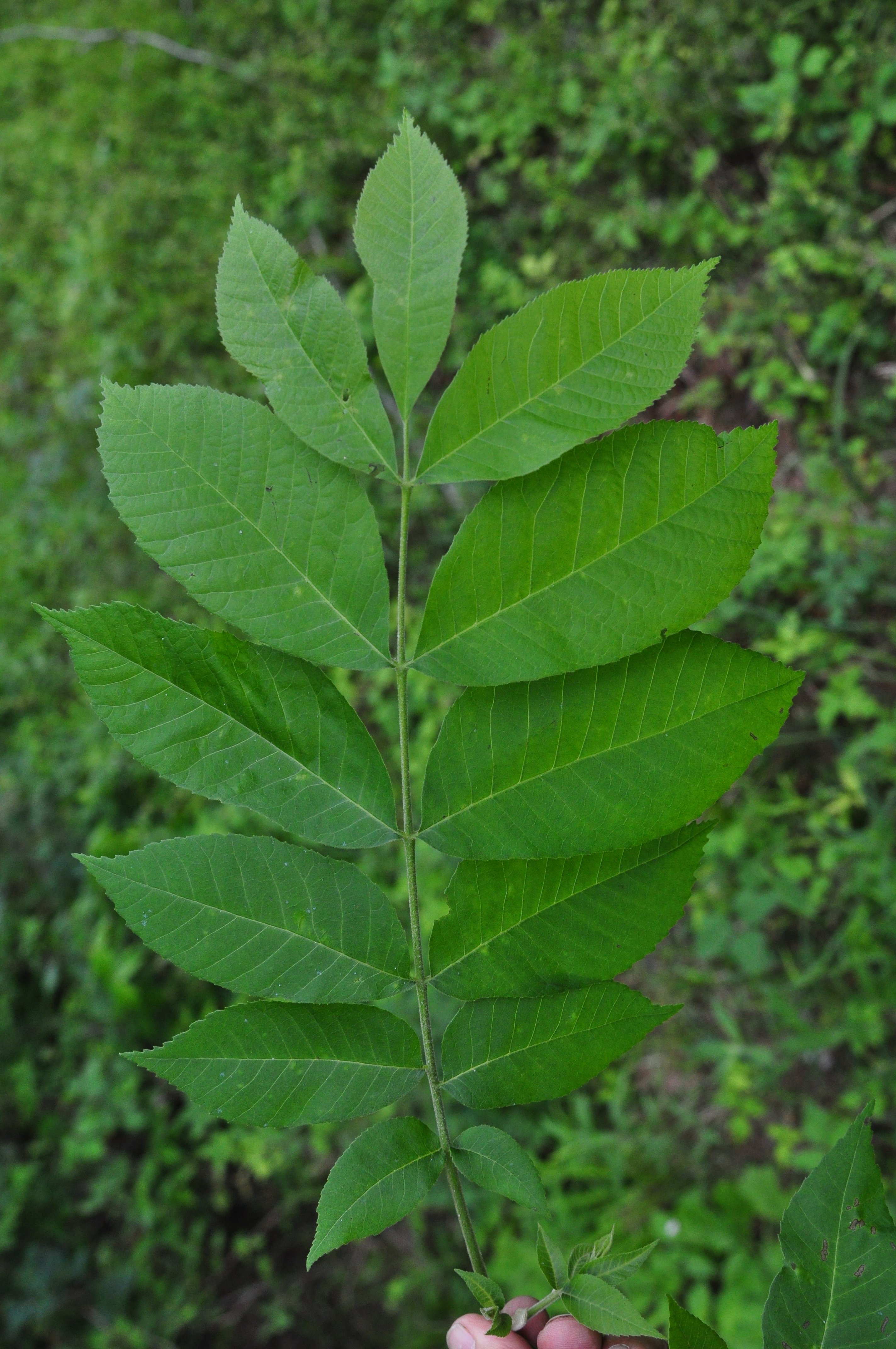 Trees with Pinnate Leaves: Hickory, Ash, Walnuts