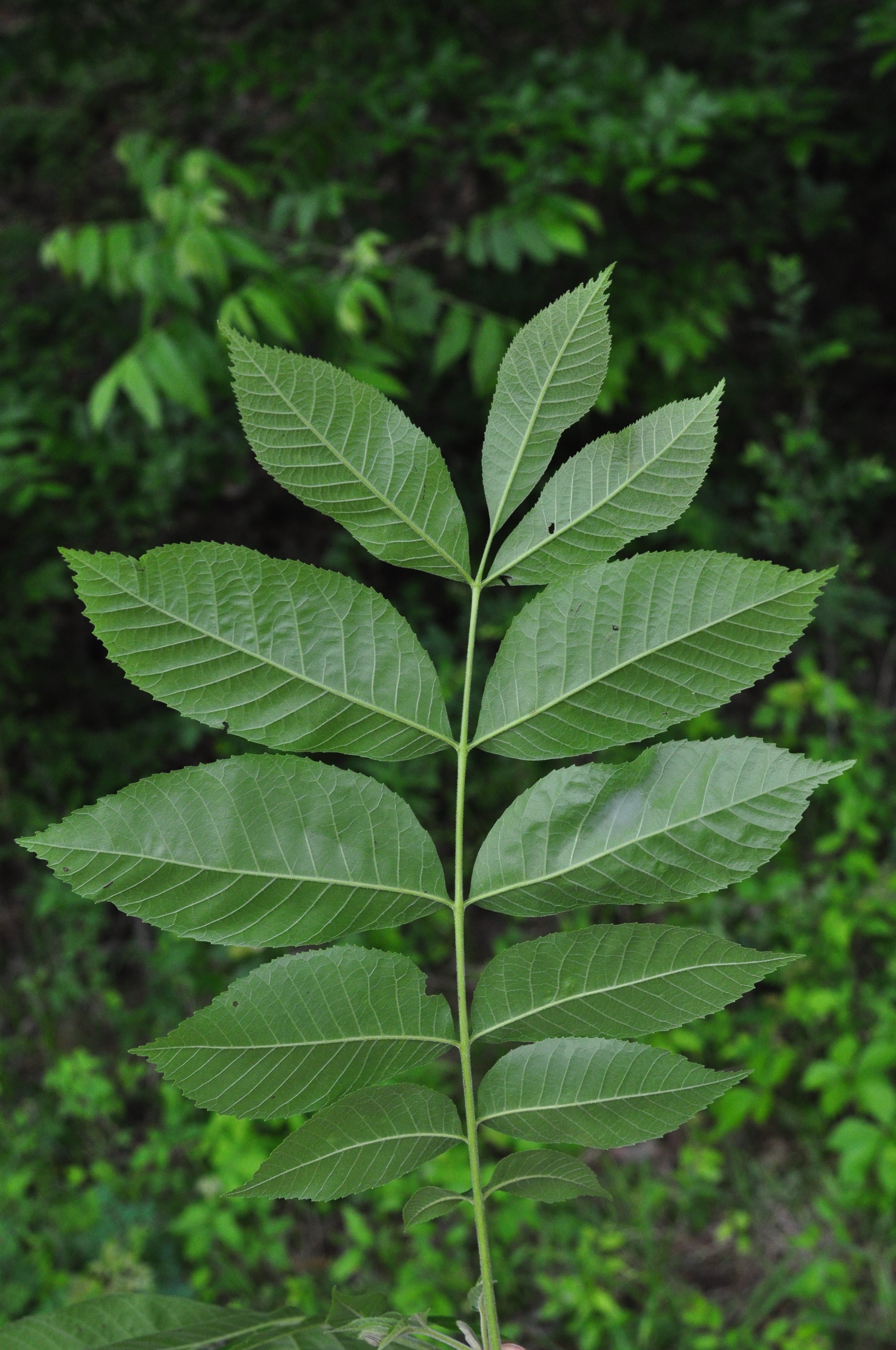 Trees with Pinnate Leaves: Hickory, Ash, Walnuts