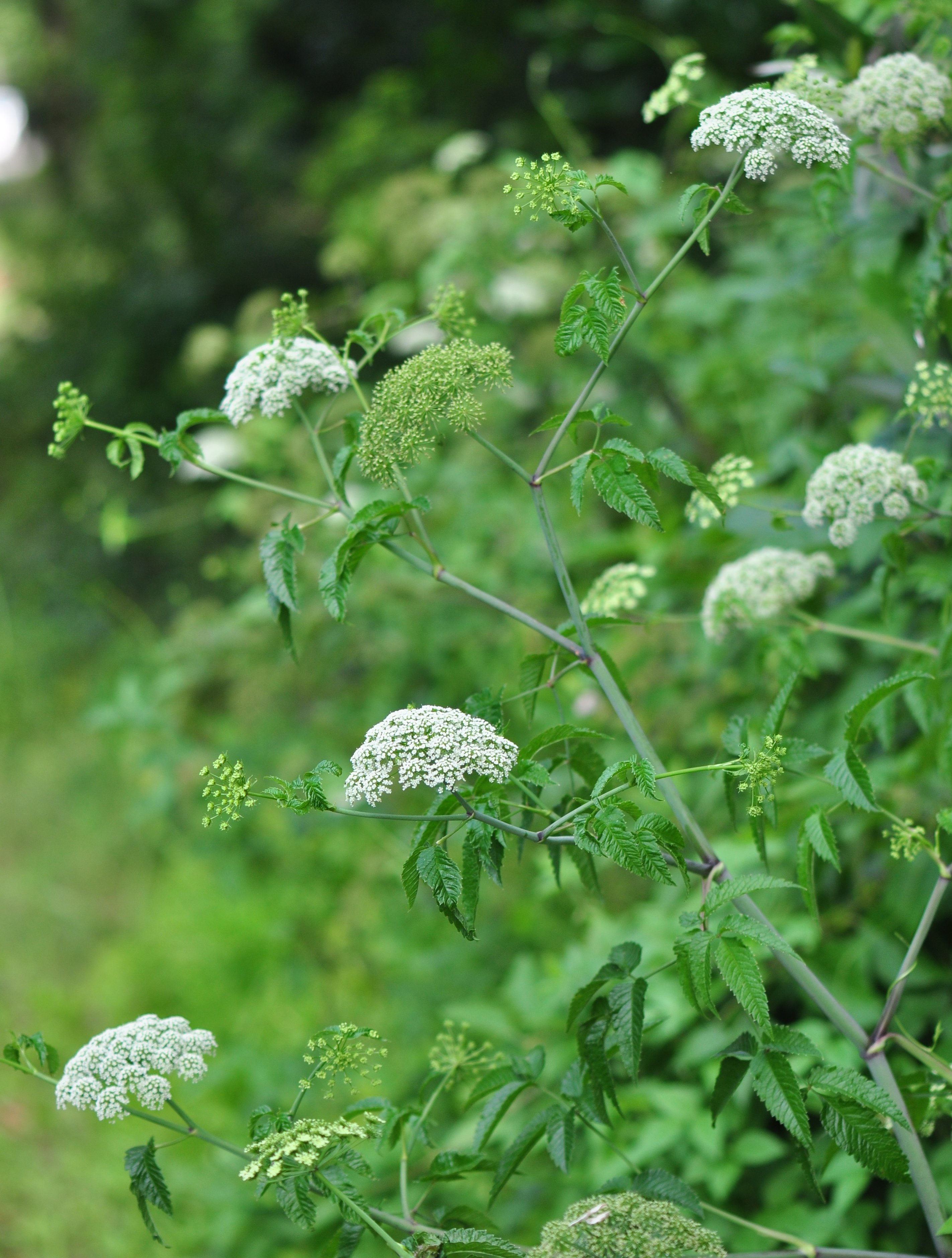 medicinal plants Ultimate Medicinal Herb Collection
