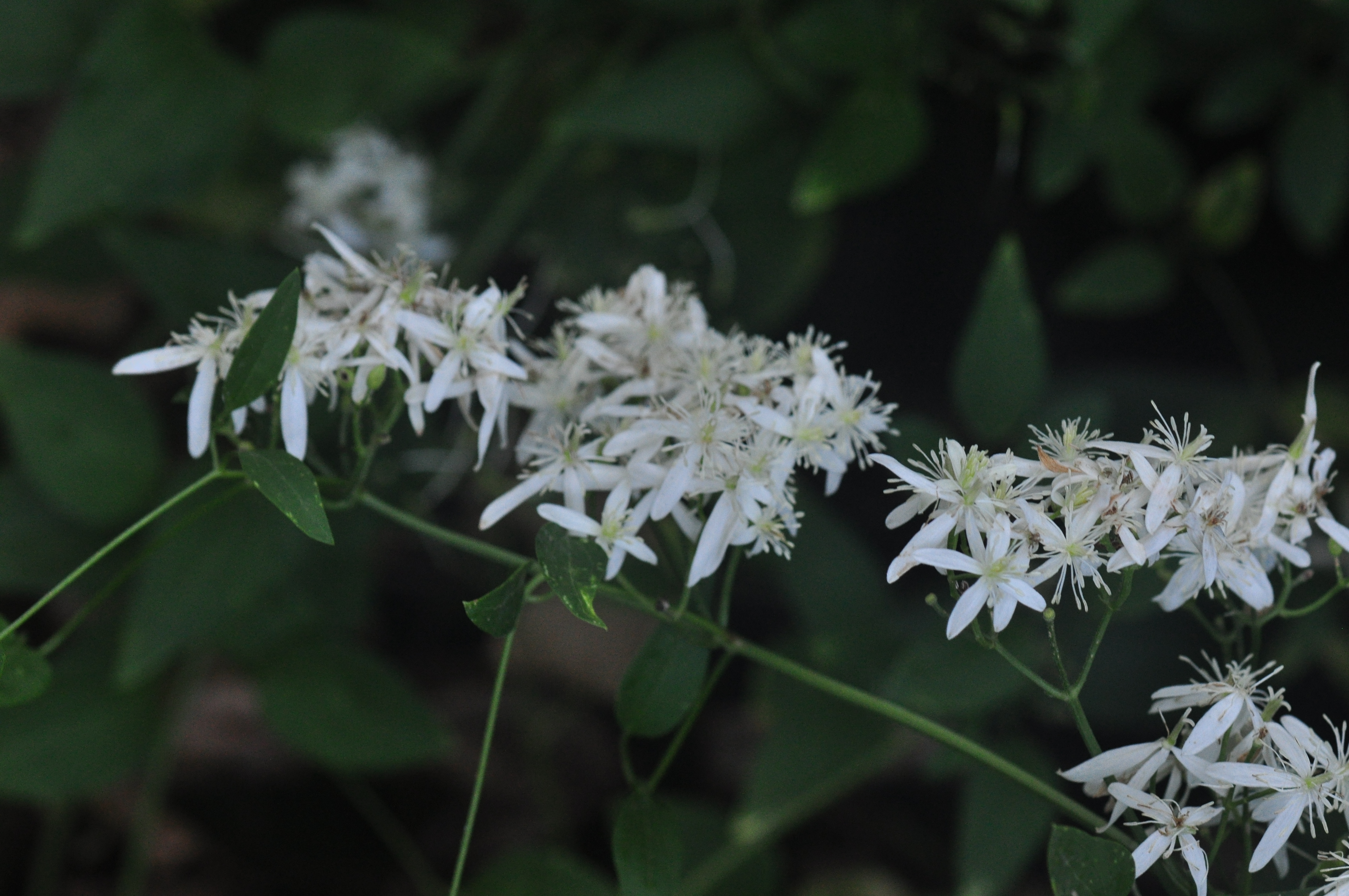 Plants Of Louisiana