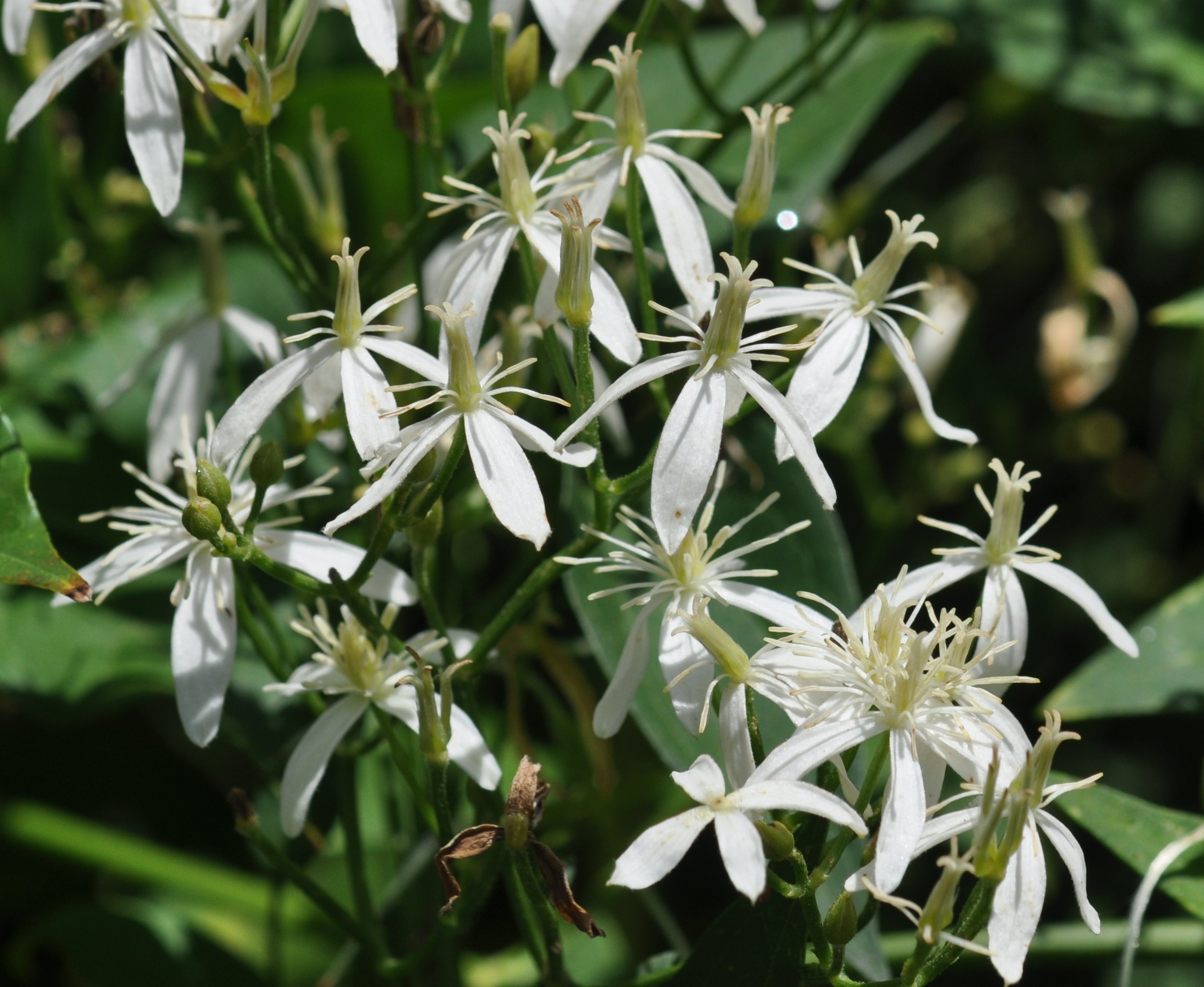 Plants Of Louisiana