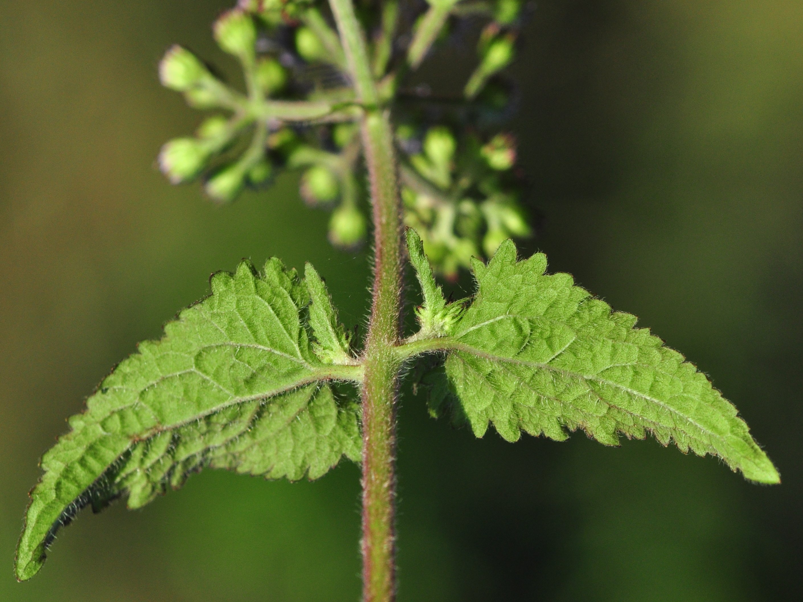 Plants of Louisiana