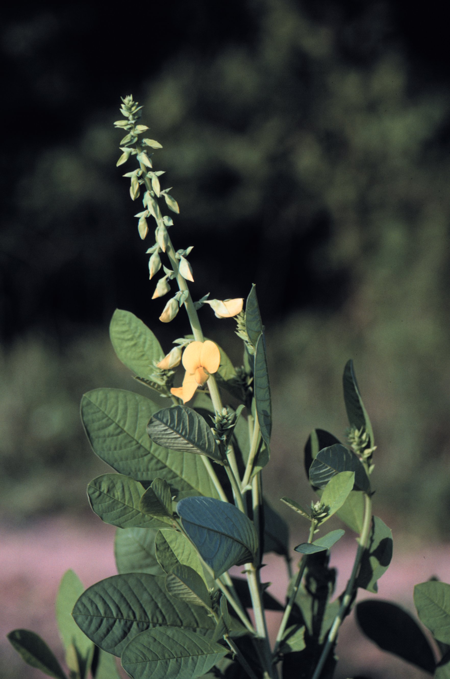 aponogeton crispus plant Aponogeton Crispus
