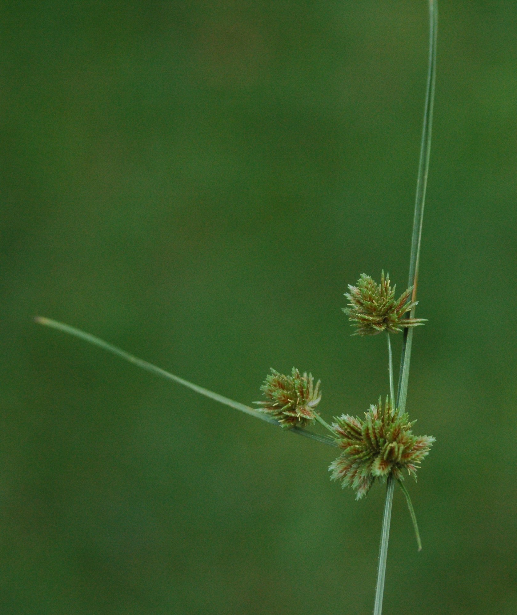 Coniferous Plant Shapes - Disheveled Spherical Cascade Pyramid