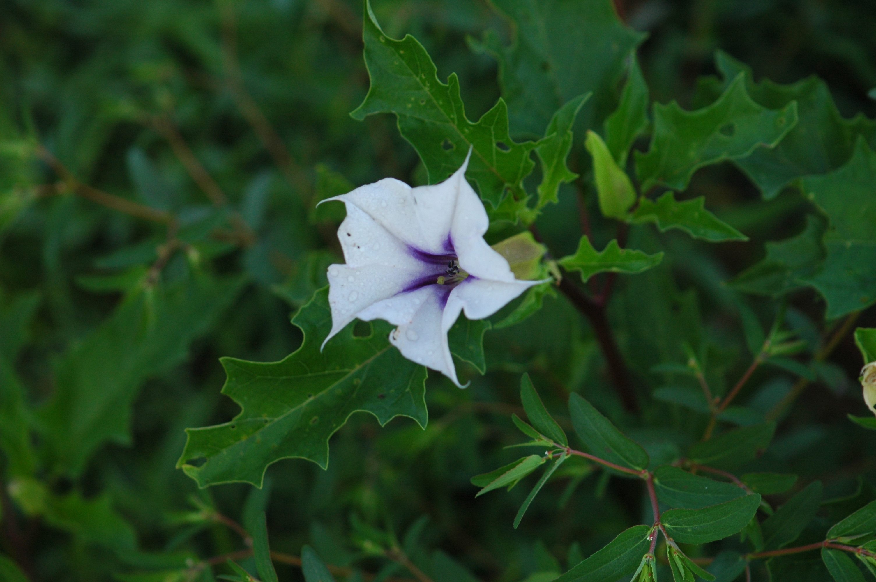Plants of Louisiana
