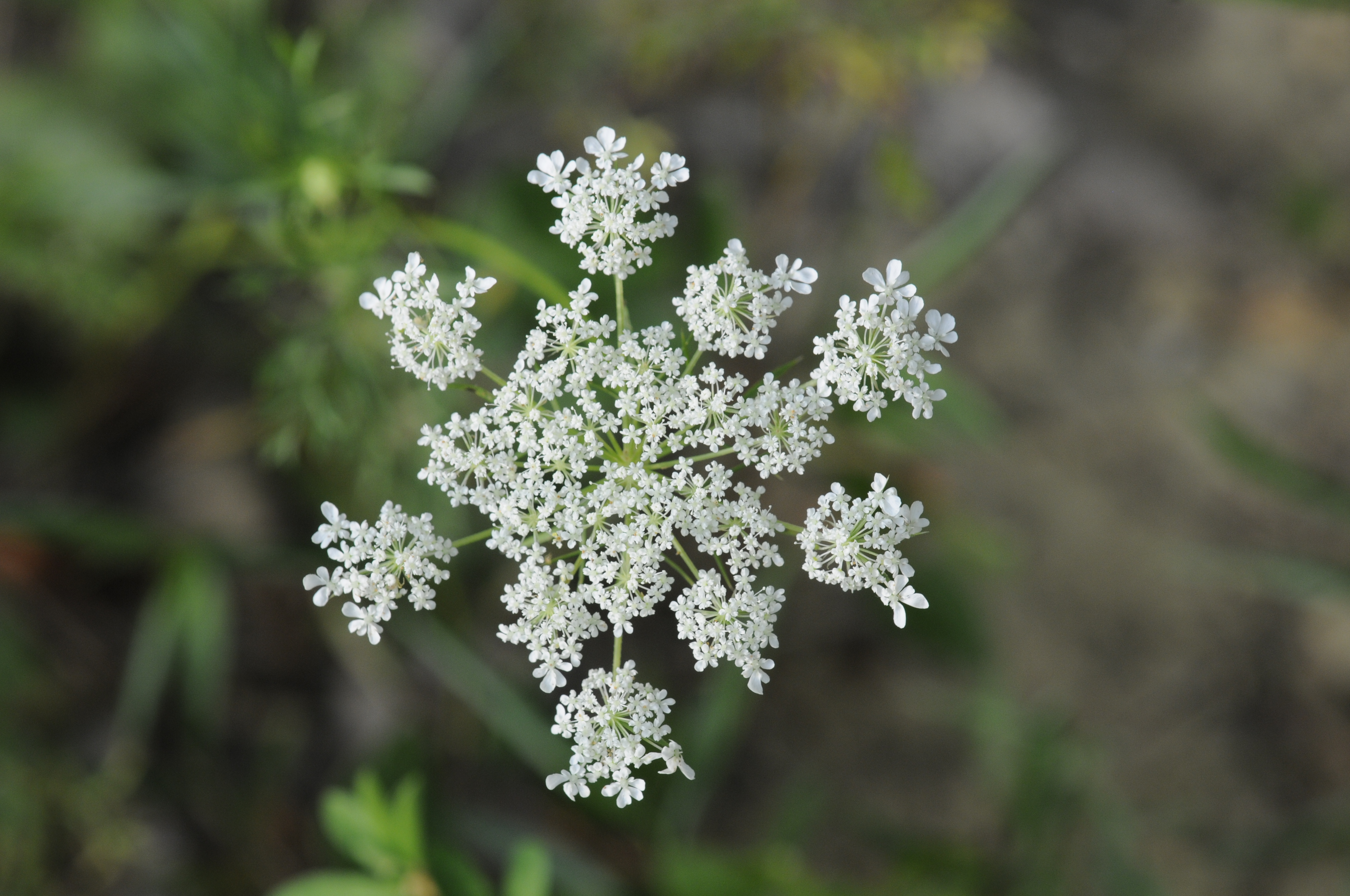 Daucus Carota: Queen Anne's Lace — farmcoast editorial