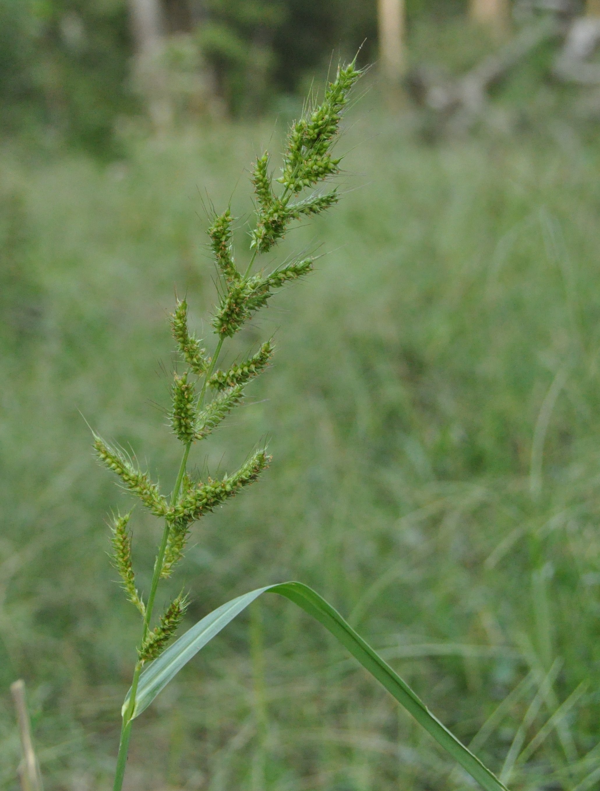 Plants Of Louisiana