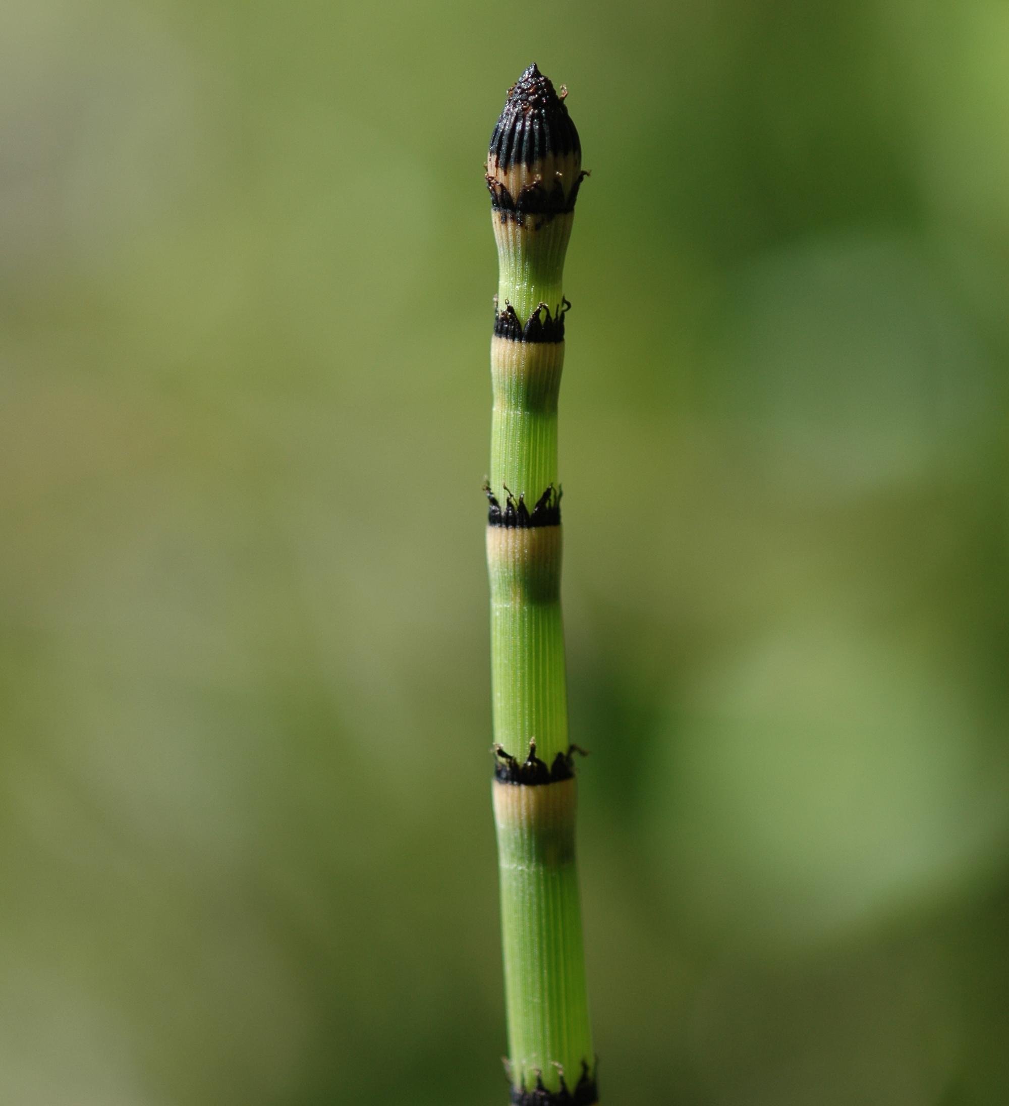 Plants of Louisiana