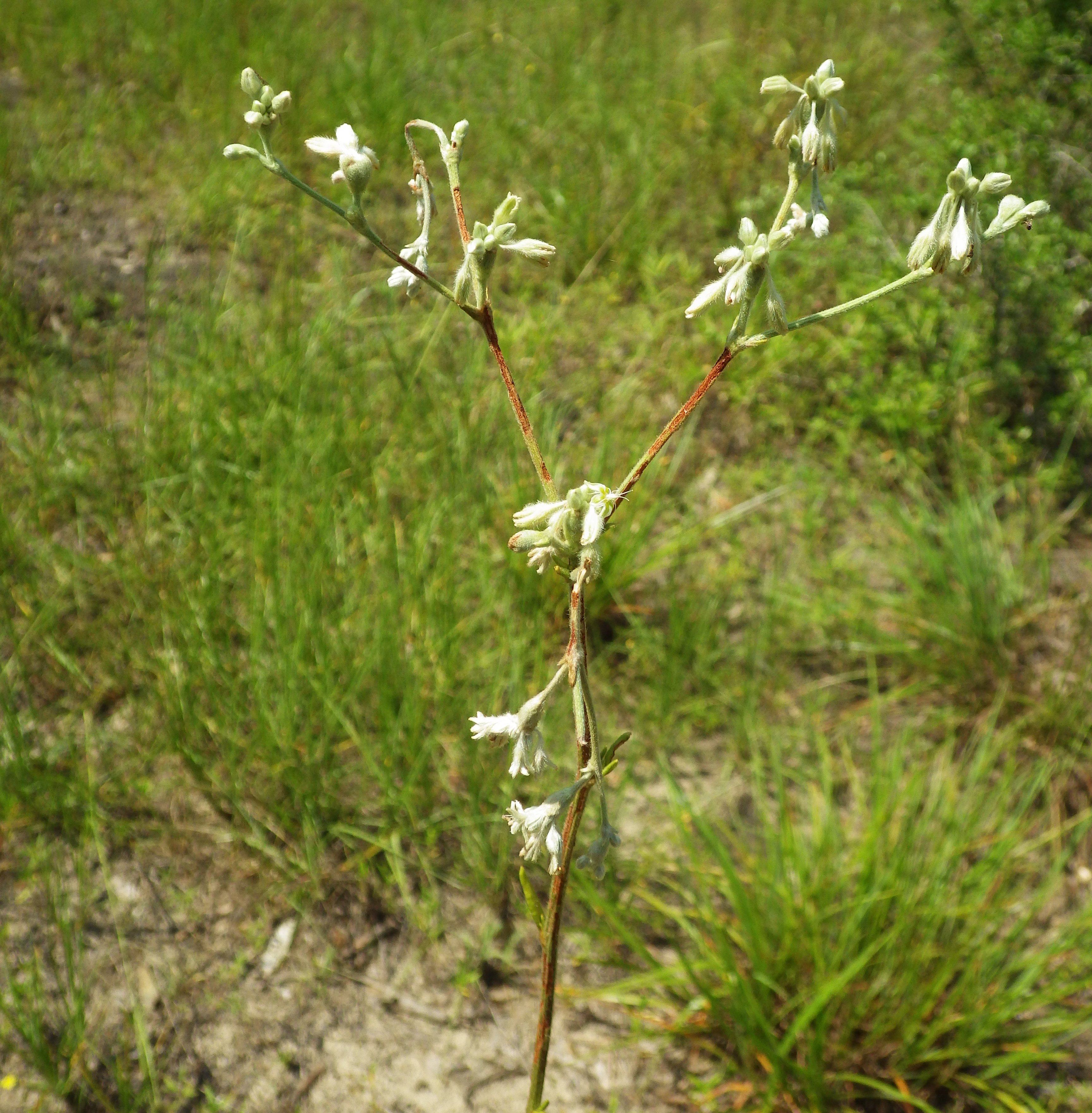 Plants of Louisiana
