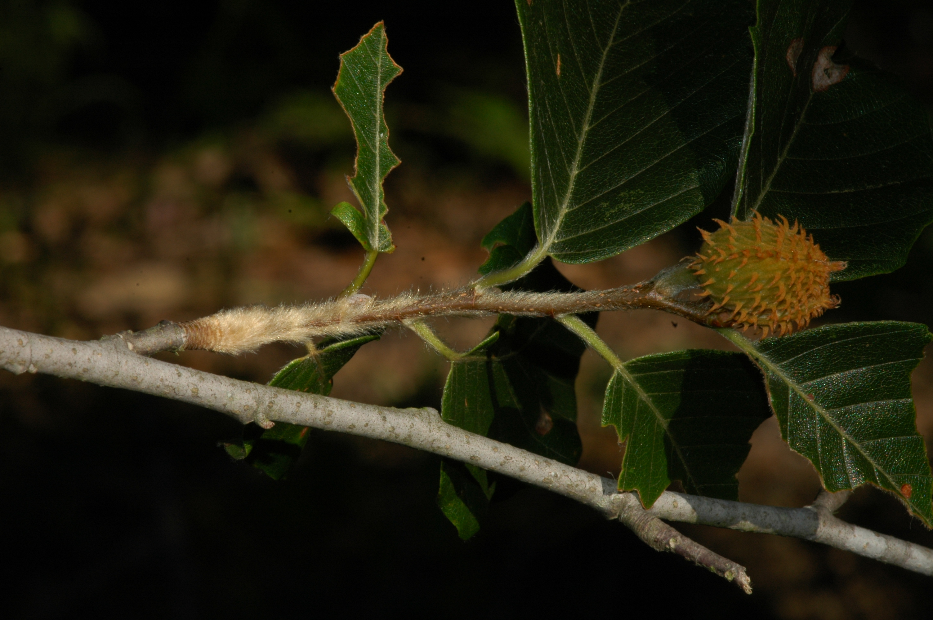 american beech tree fruit