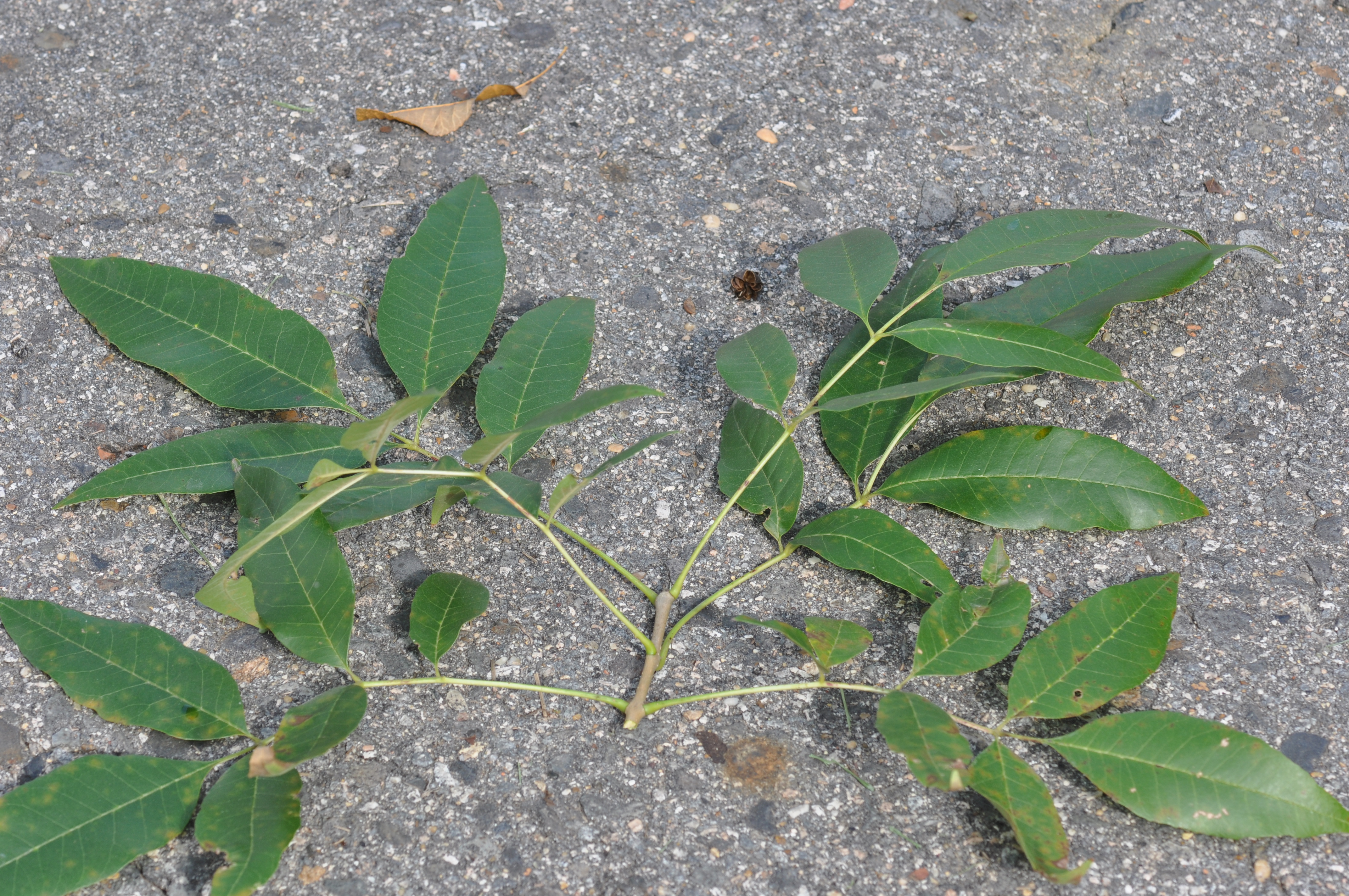fraxinus pennsylvanica tree