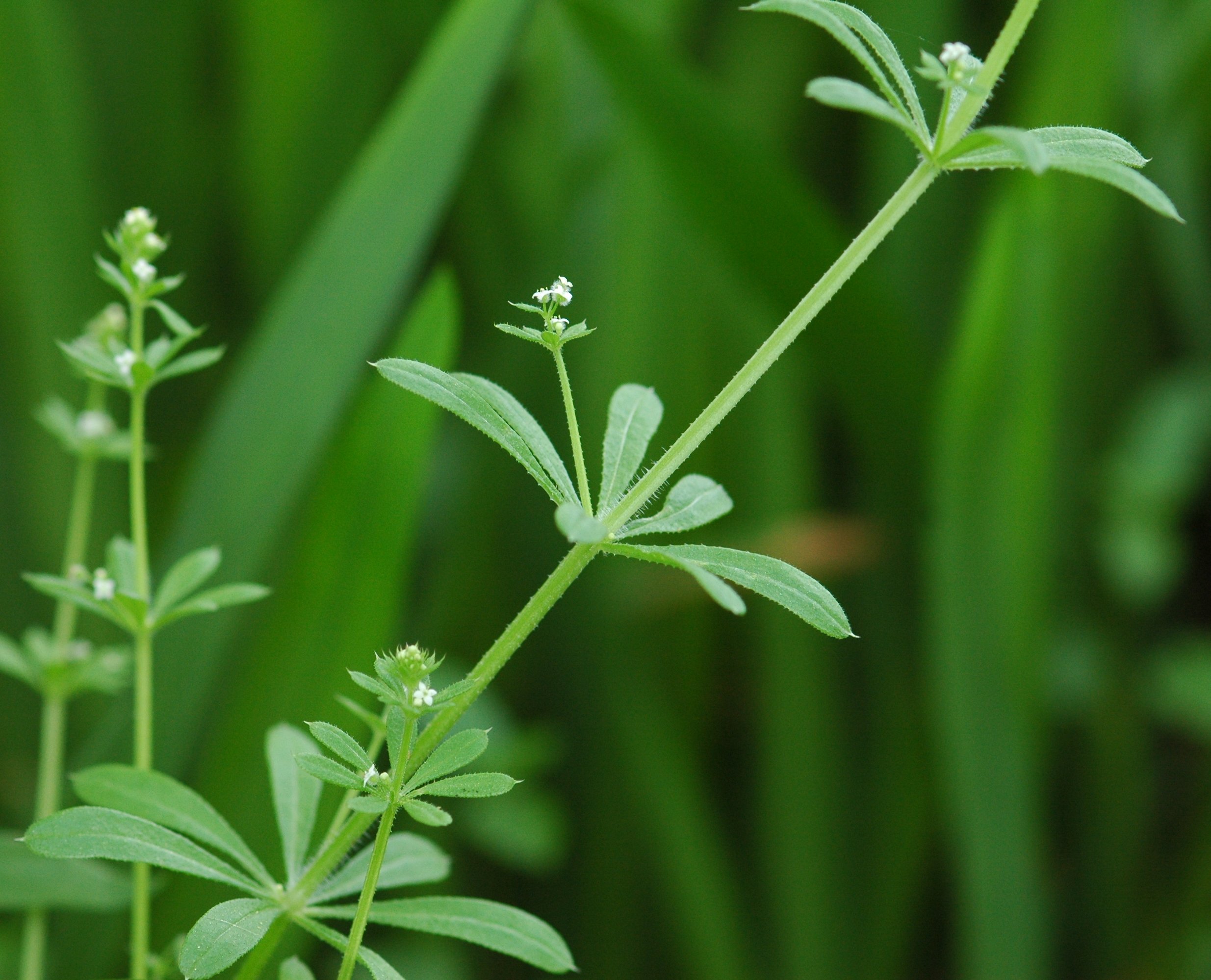 Plants of Louisiana