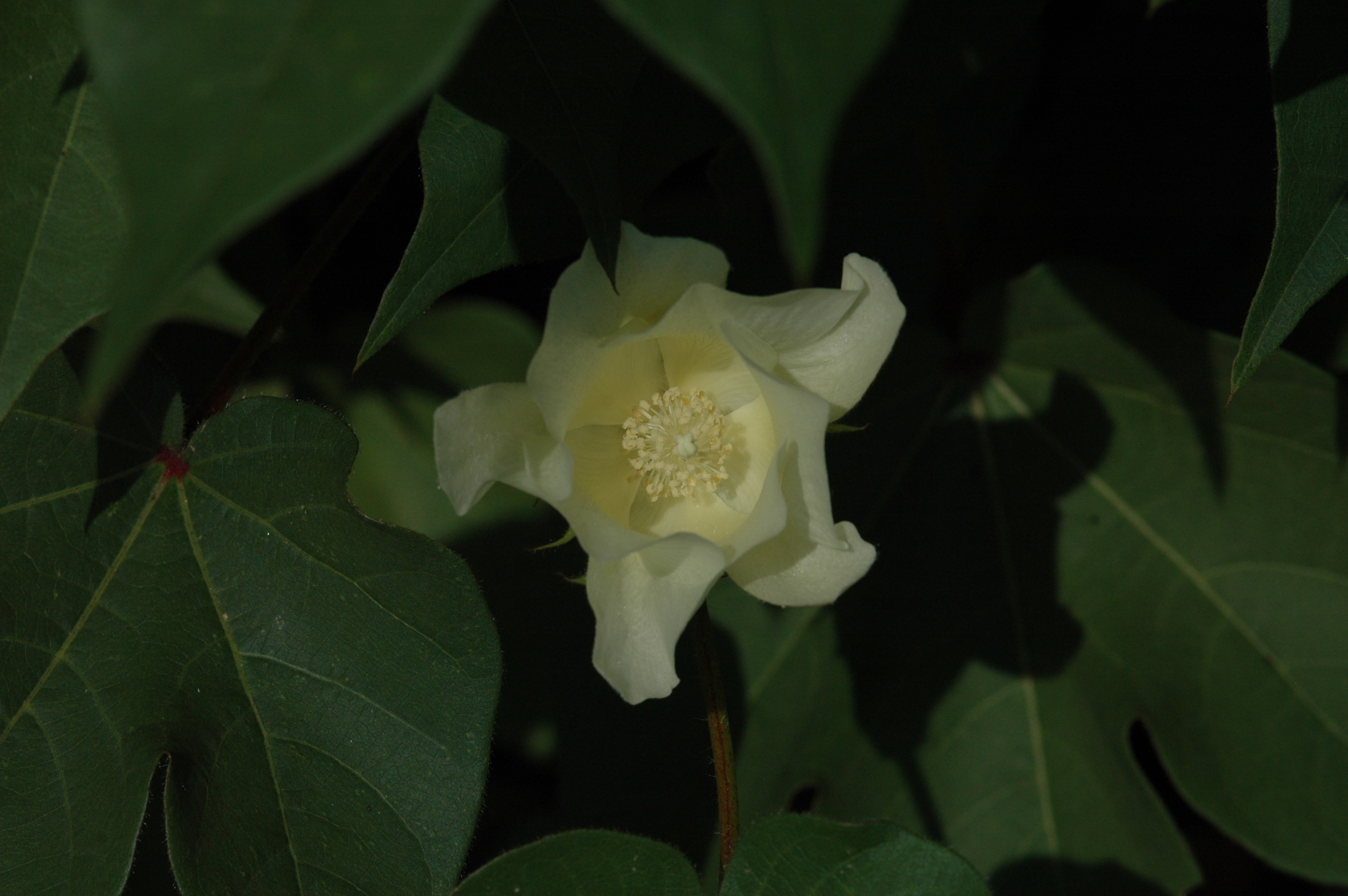 KVITER White Cotton 25 Seeds - Gossypium Hirsutum Cotton Plant, Easy Grow  Perennial Shrub Upland Cotton, Winter Hardy Showy Flowers Plants, Mexican