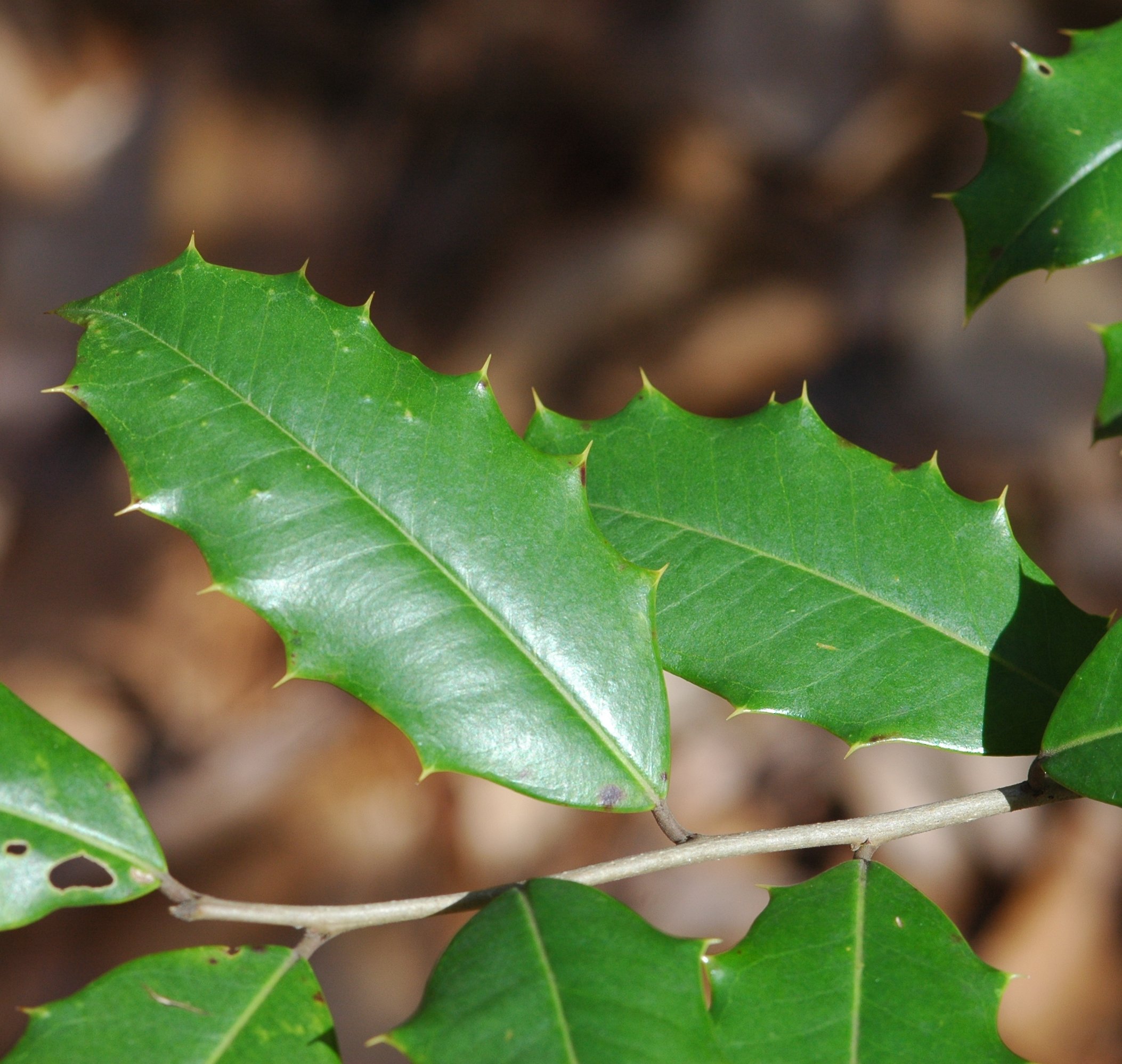 Plants of Louisiana