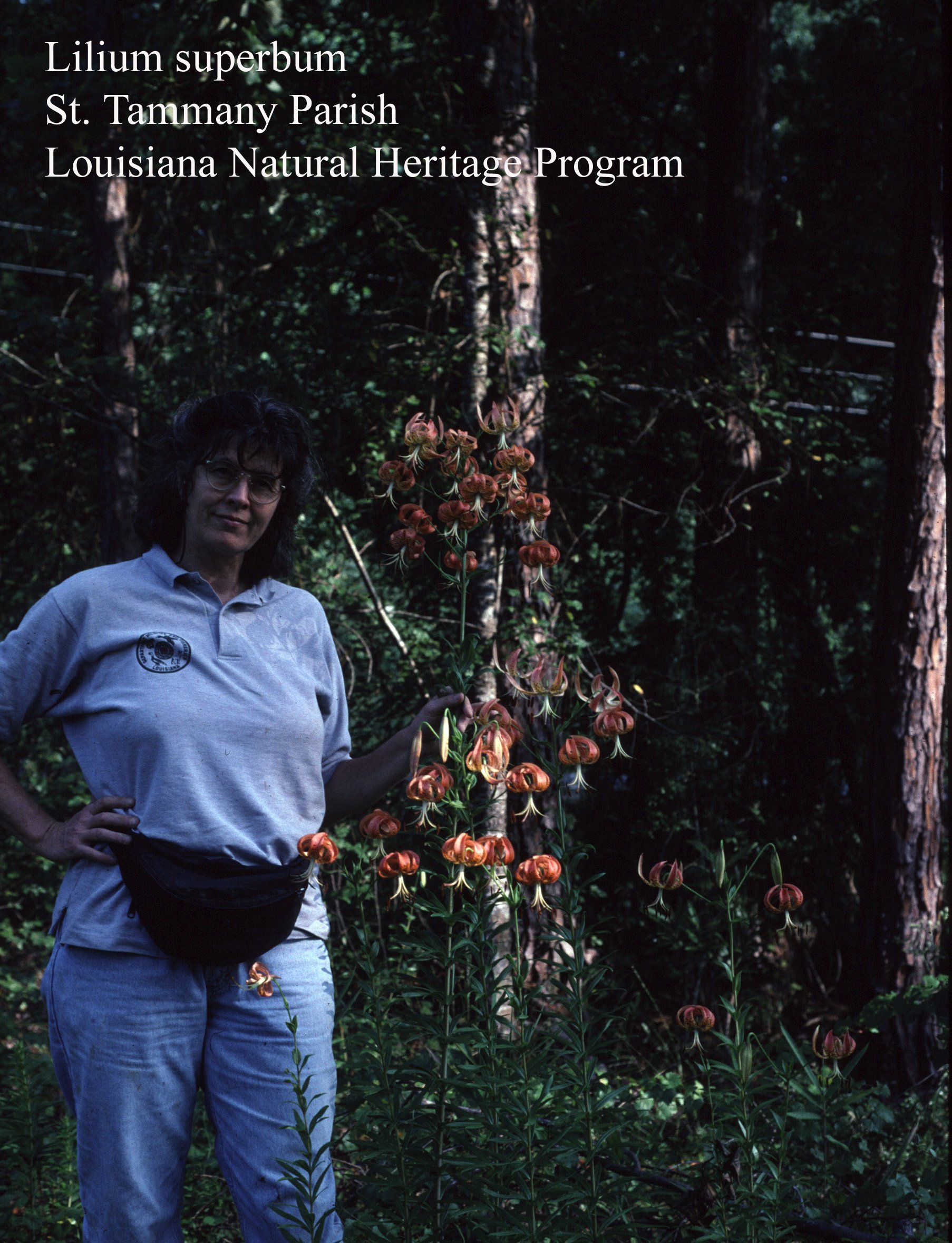 Plants Of Louisiana