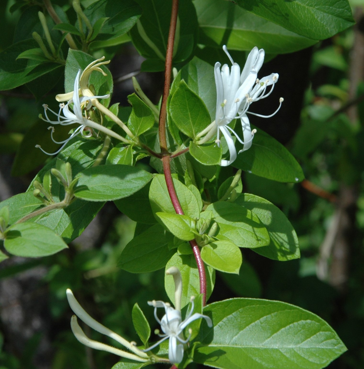 Plants of Louisiana