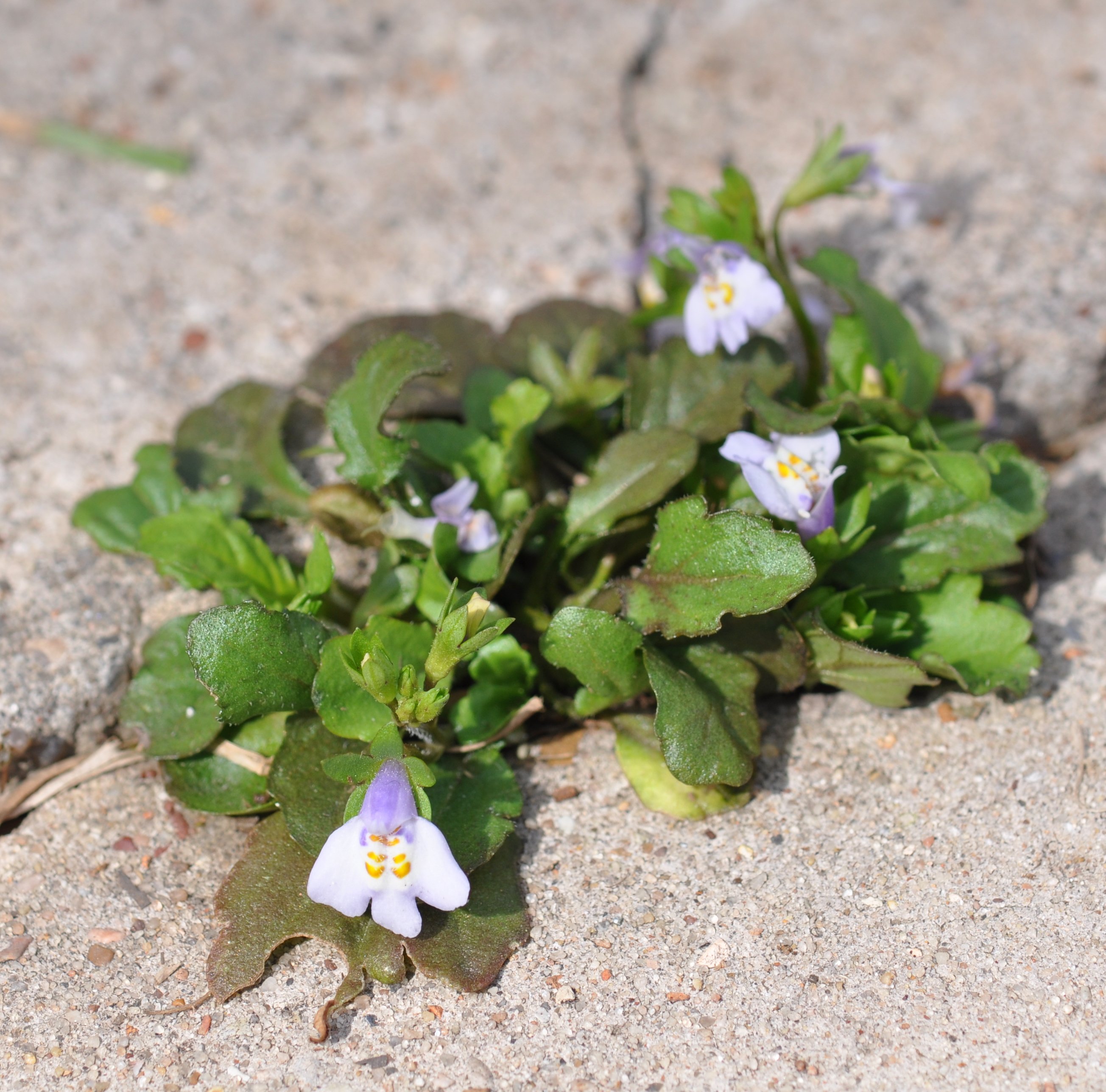 Plants of Louisiana
