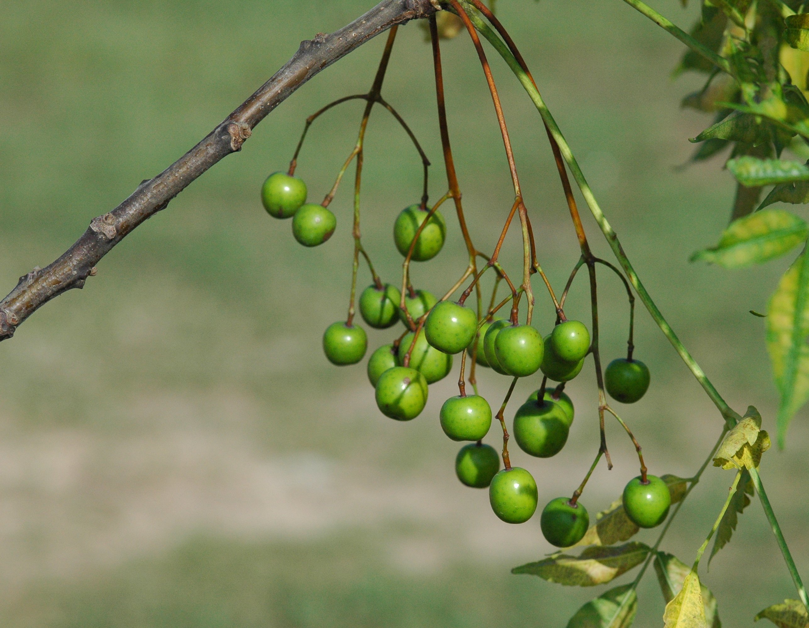 Plants of Louisiana