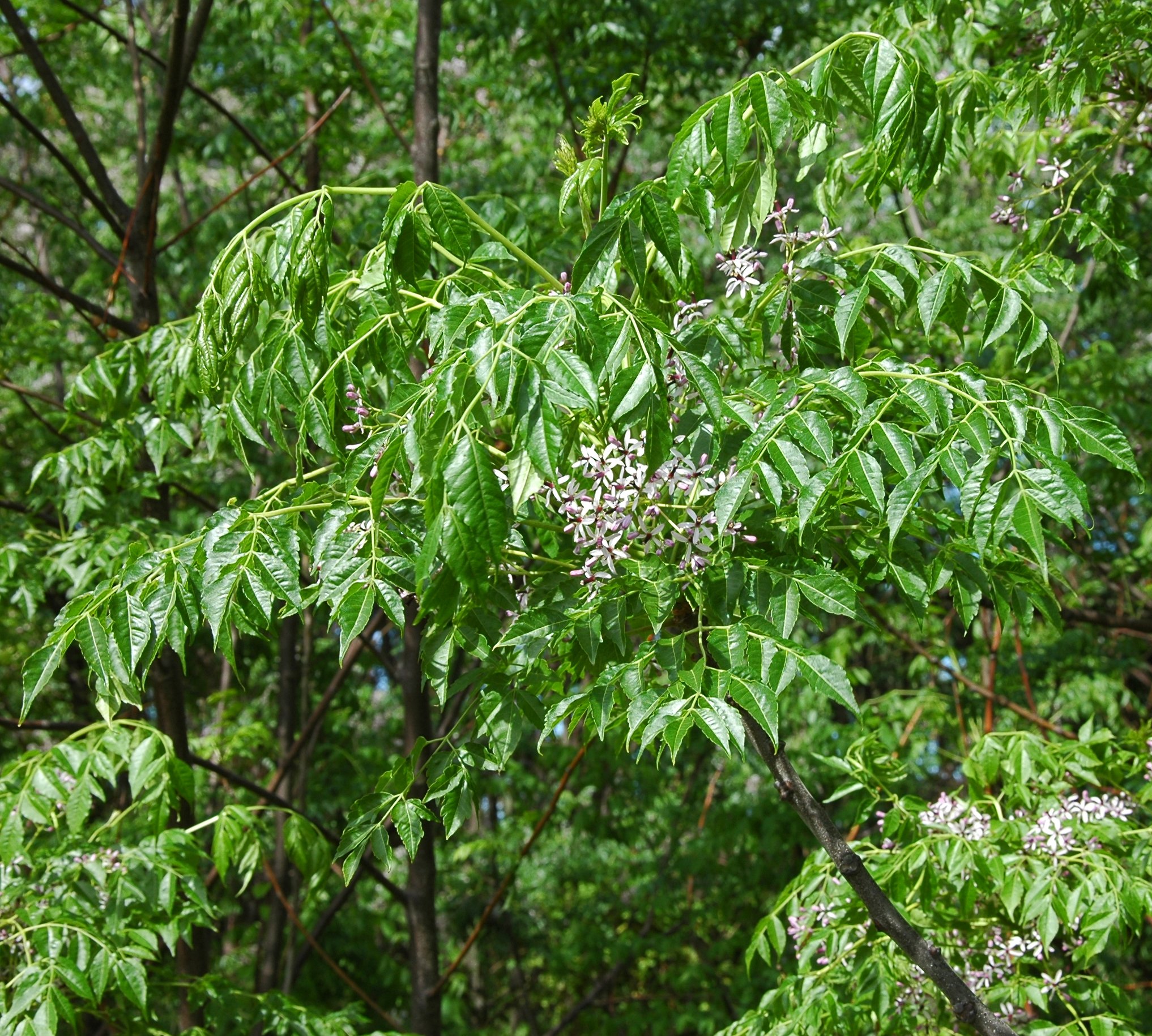 Plants of Louisiana