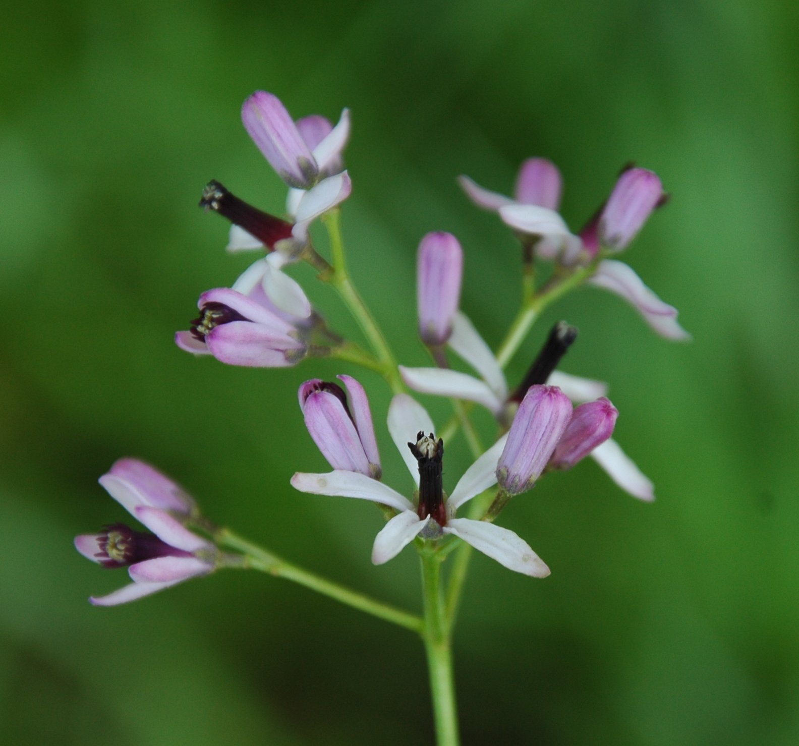 Plants of Louisiana
