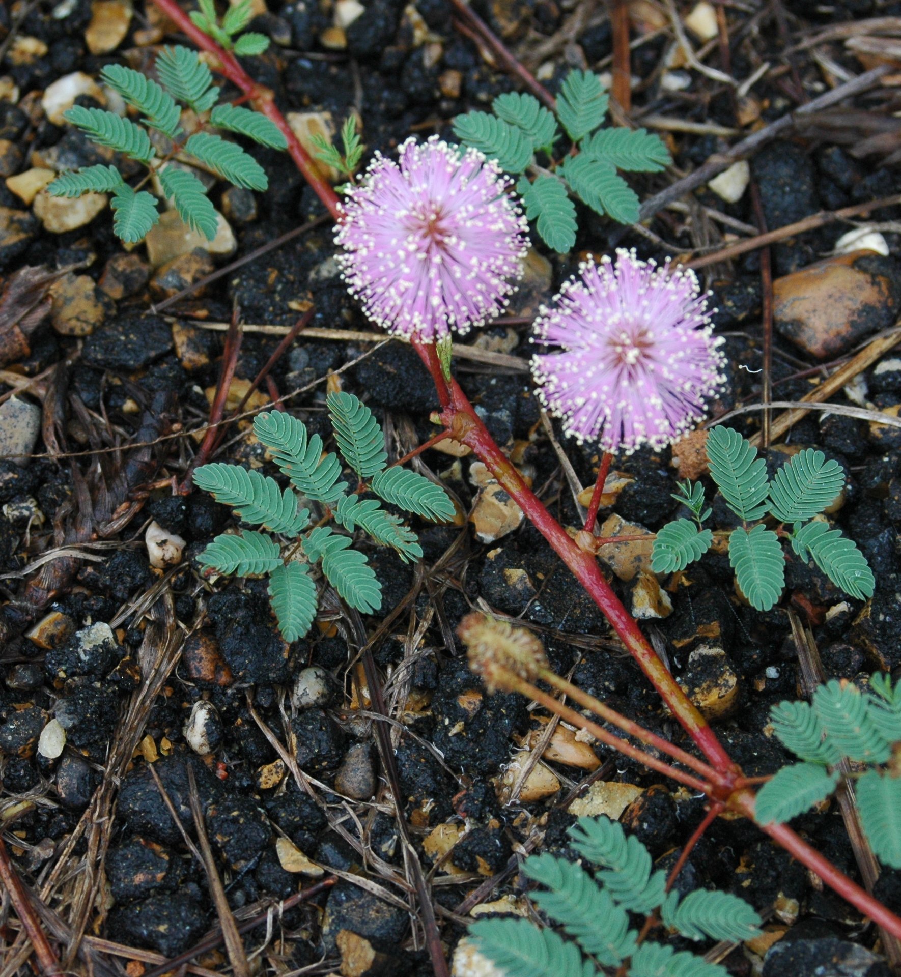 Plants of Louisiana