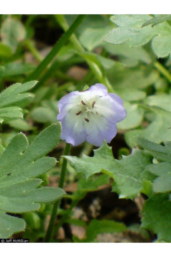 Nemophila phacelioides (Texas baby blue eyes)