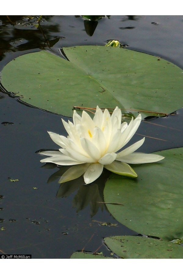 Plants Of Louisiana