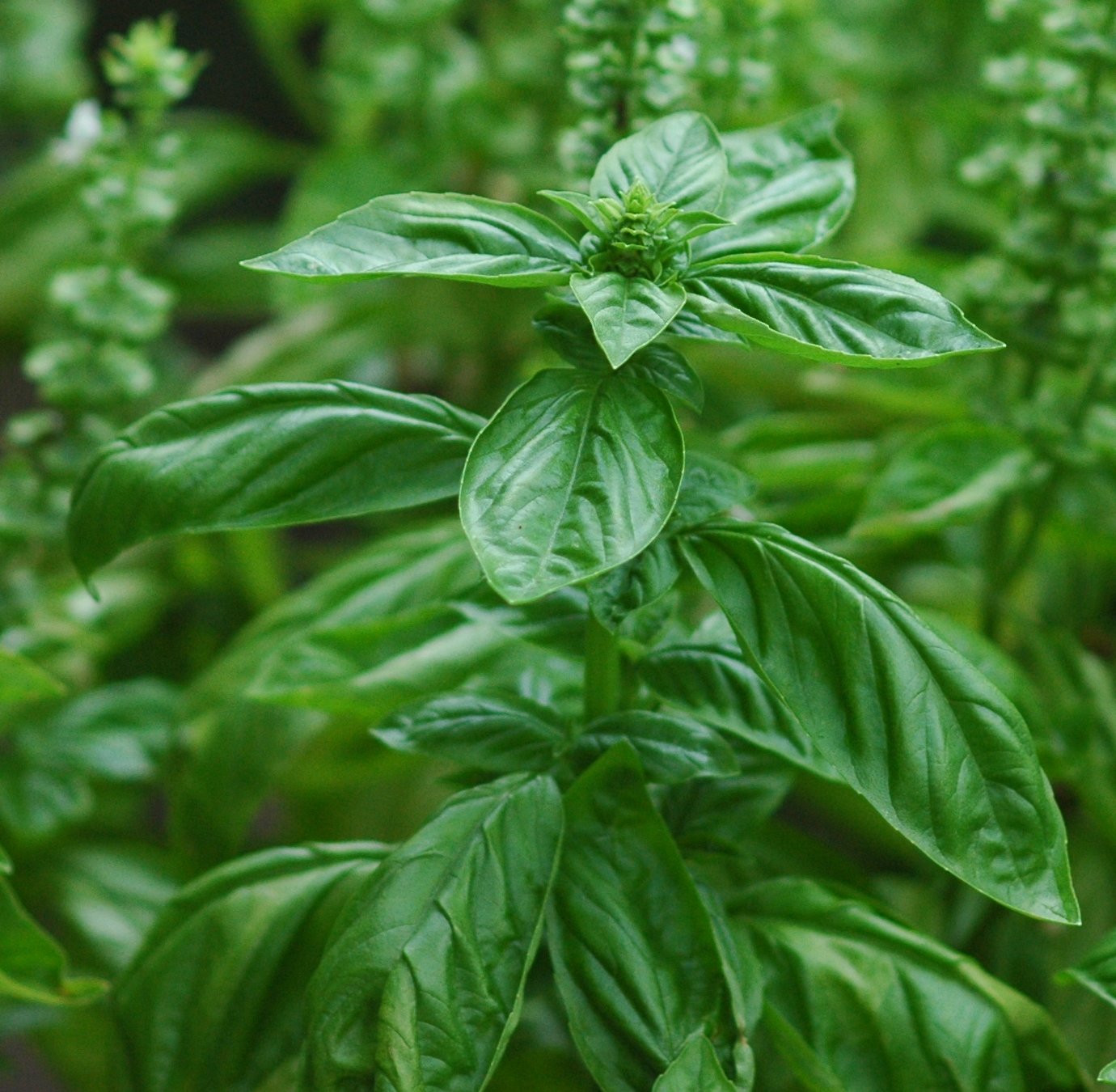 Plants of Louisiana