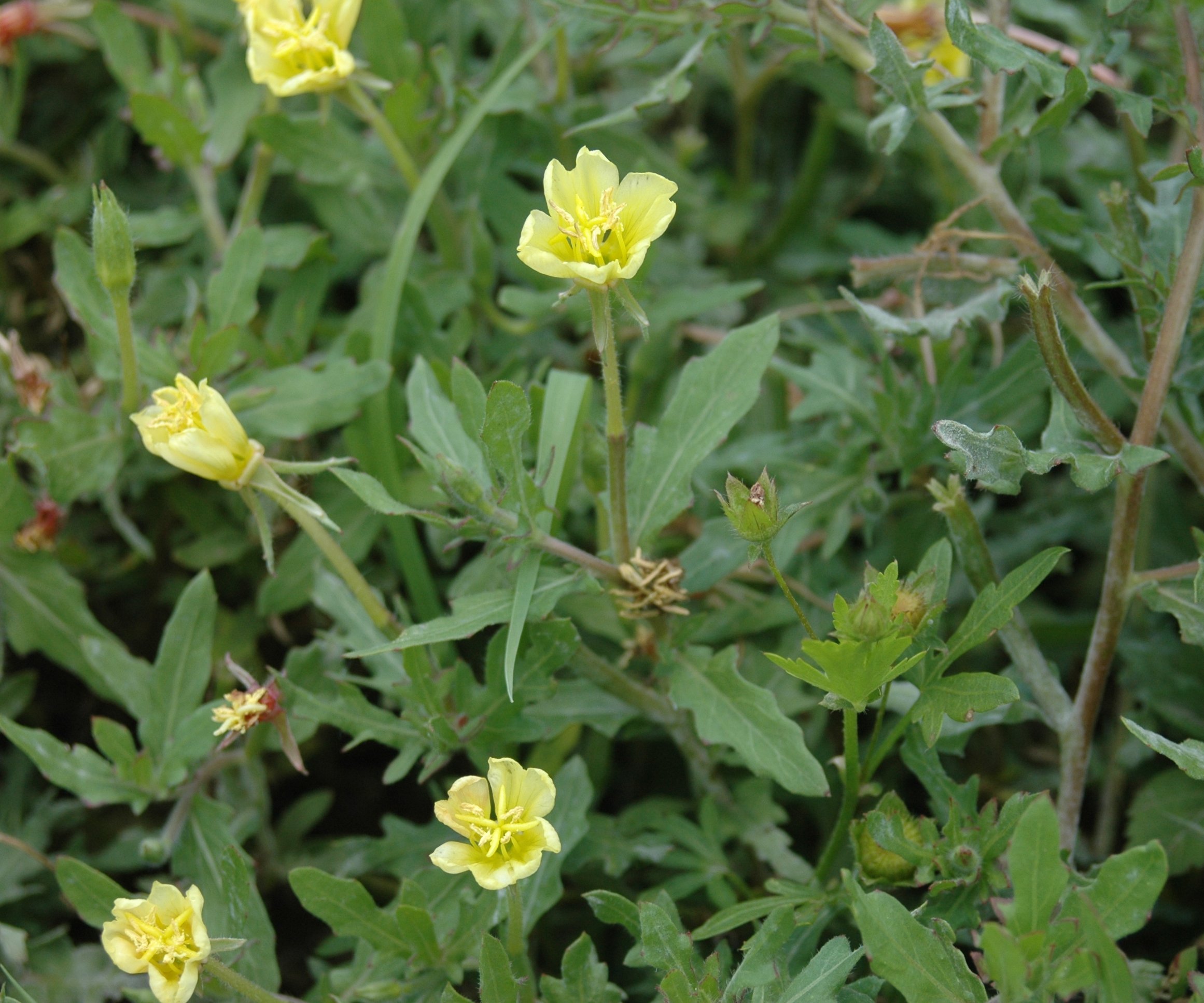 Plants Of Louisiana