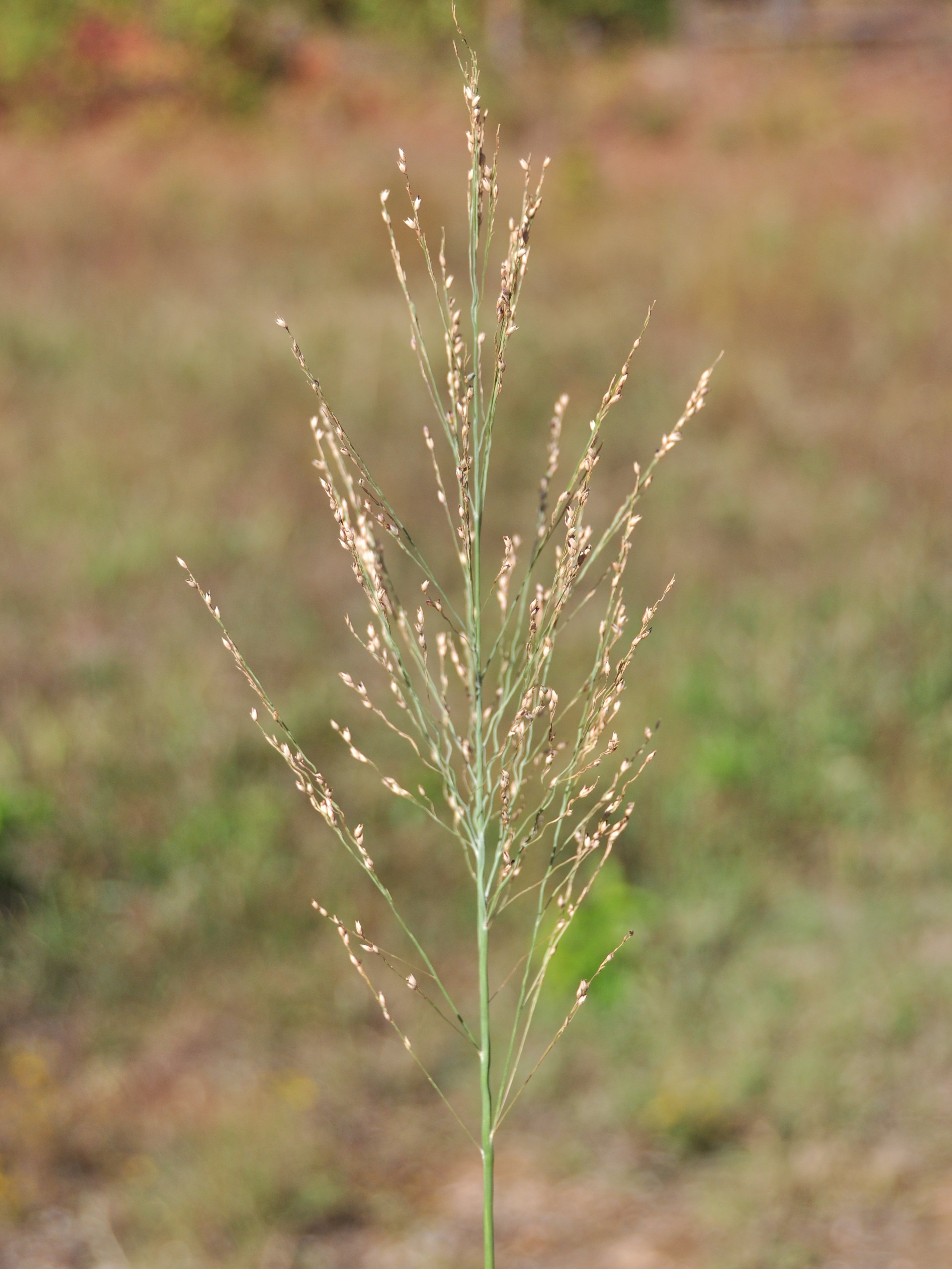 switchgrass seed head
