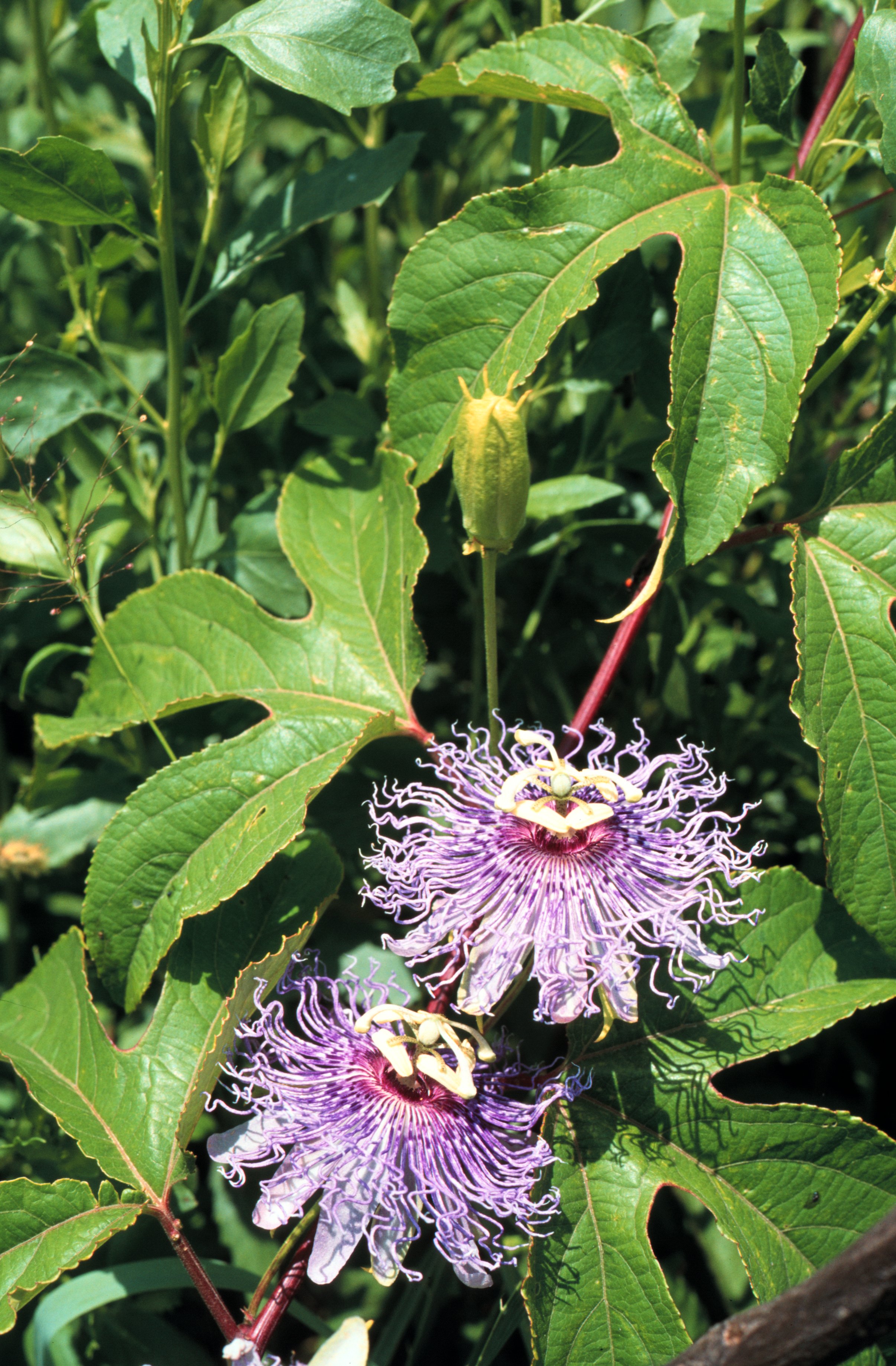 passion flower leaves