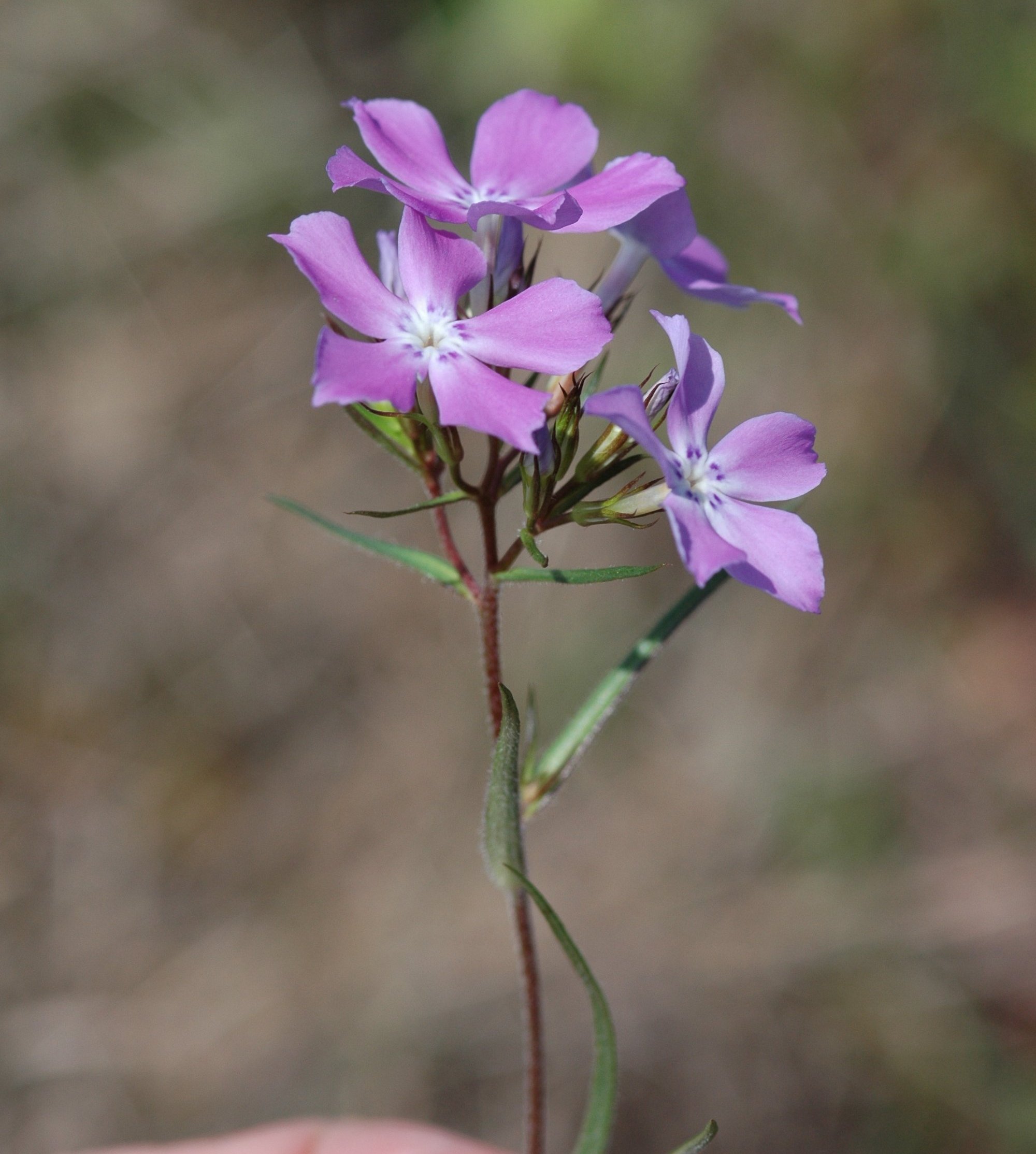 Plants of Louisiana