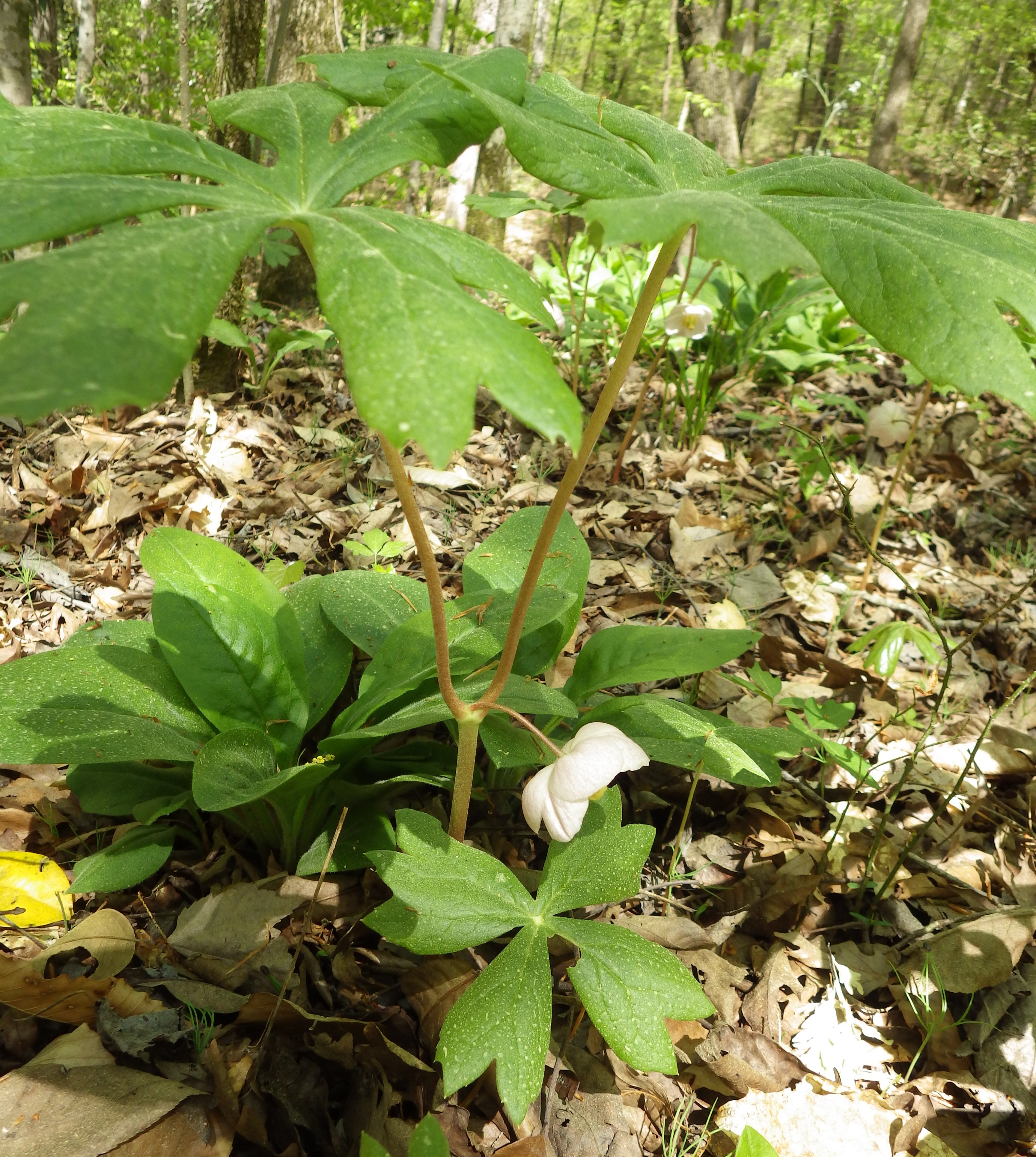 Plants of Louisiana