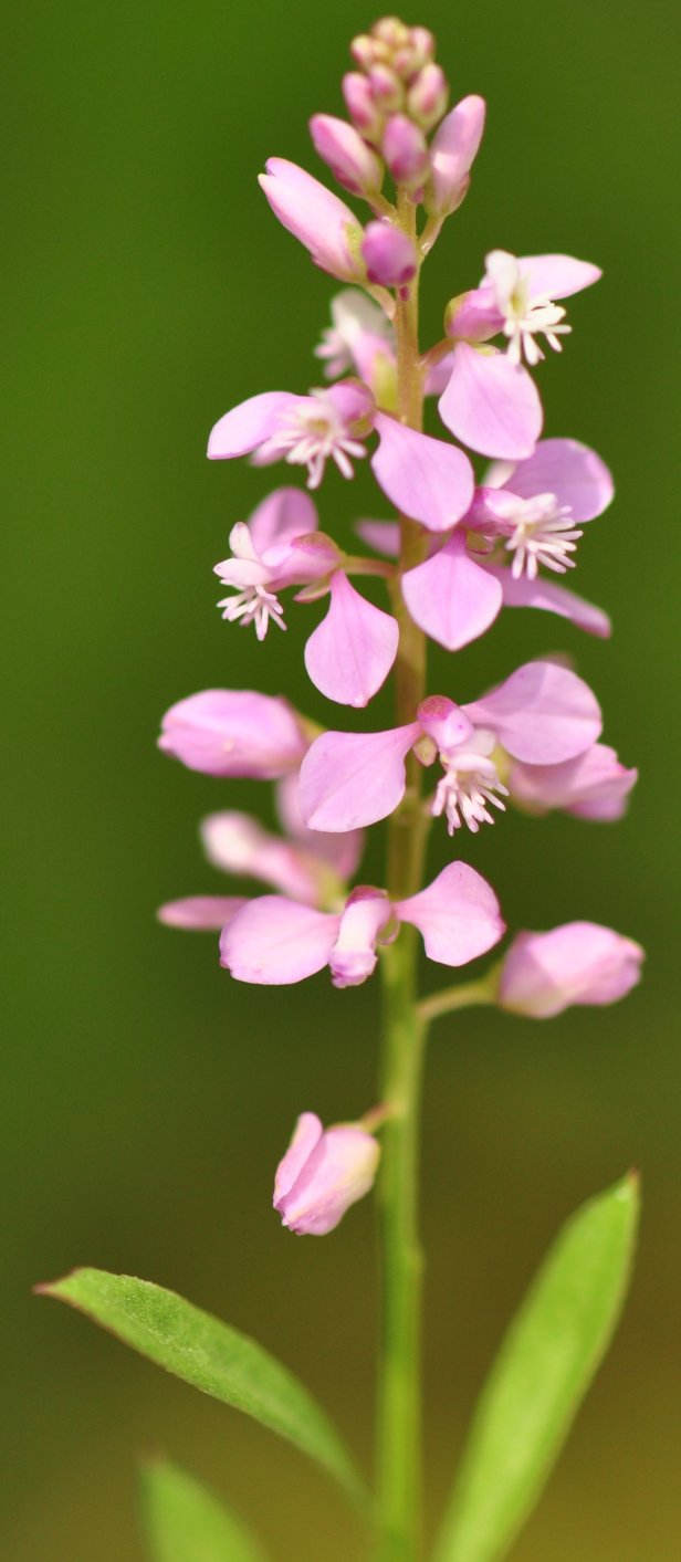 Plants of Louisiana