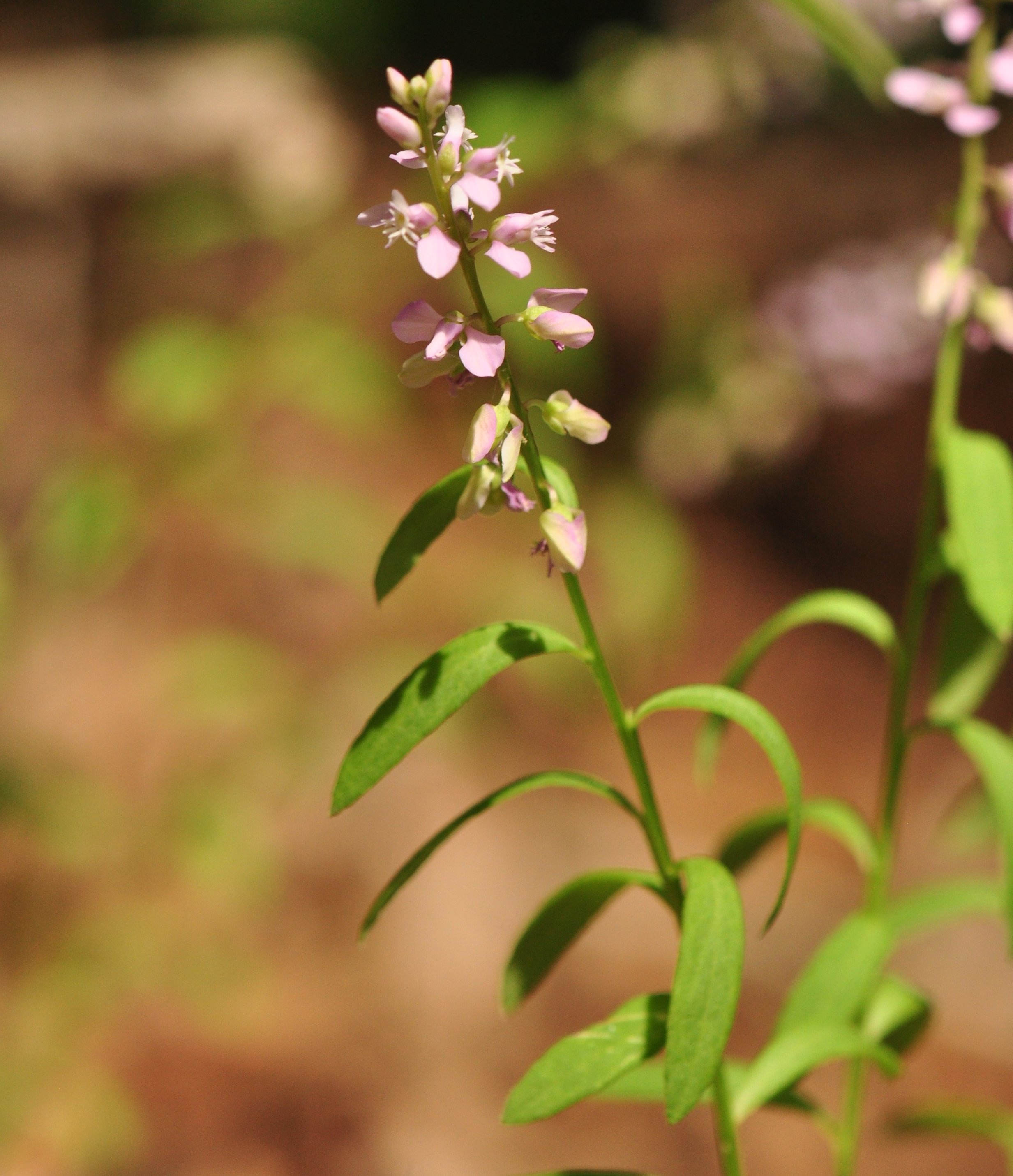 Plants of Louisiana