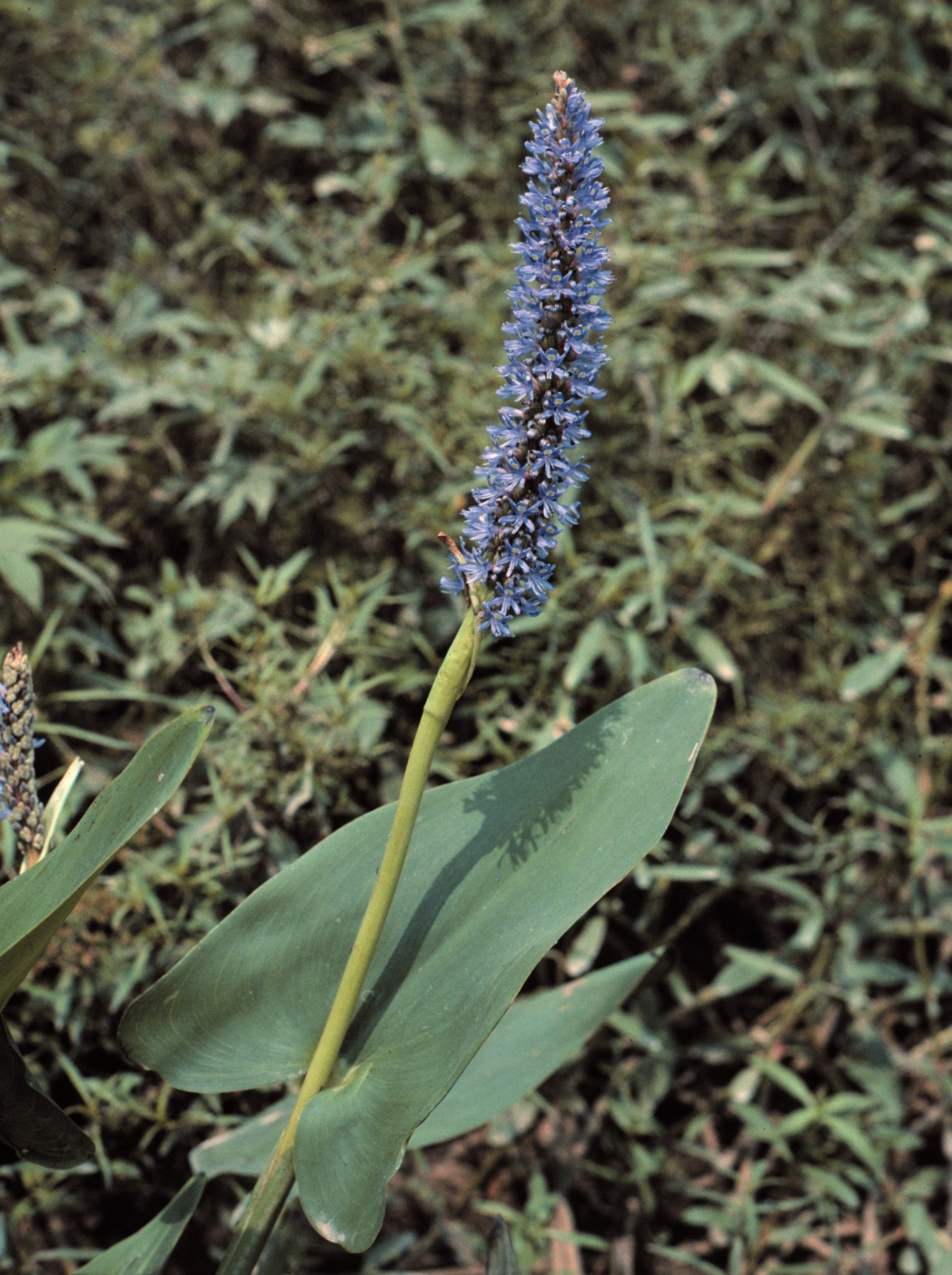 pontederia cordata