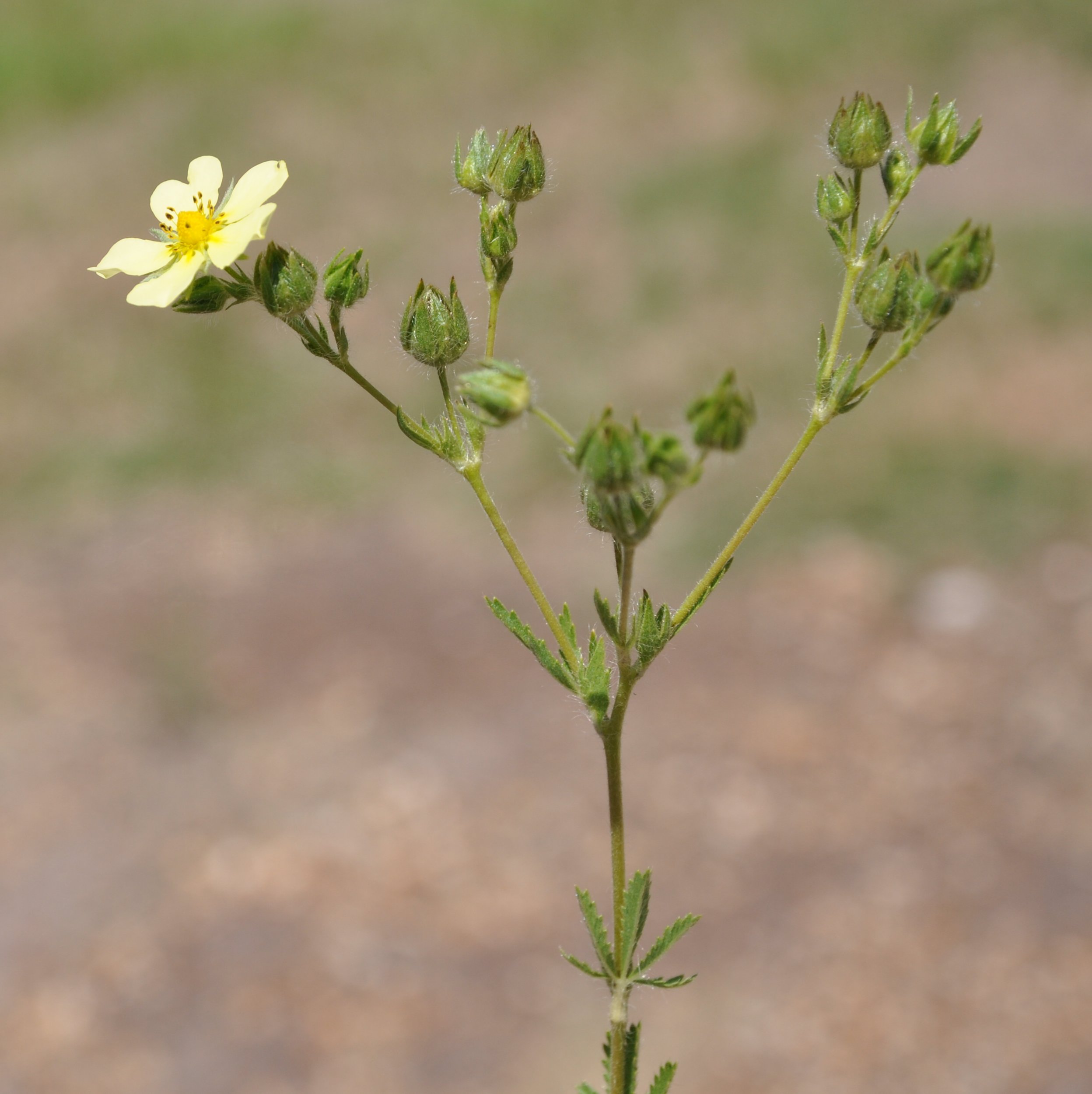 H.nigra pusilla ×(sordida x lavranii)親株 H.nigra pusilla ×(sordida × lavranii)親株