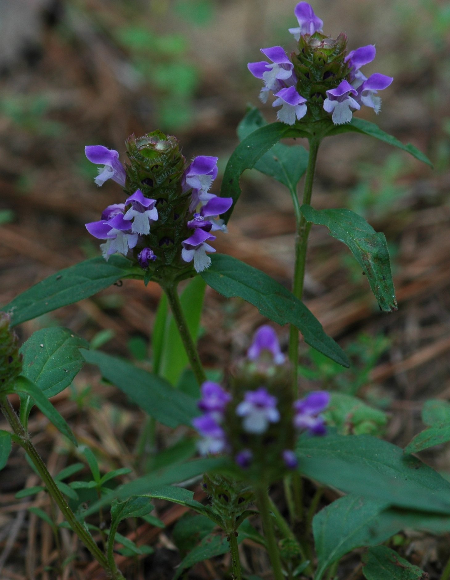 Plants of Louisiana