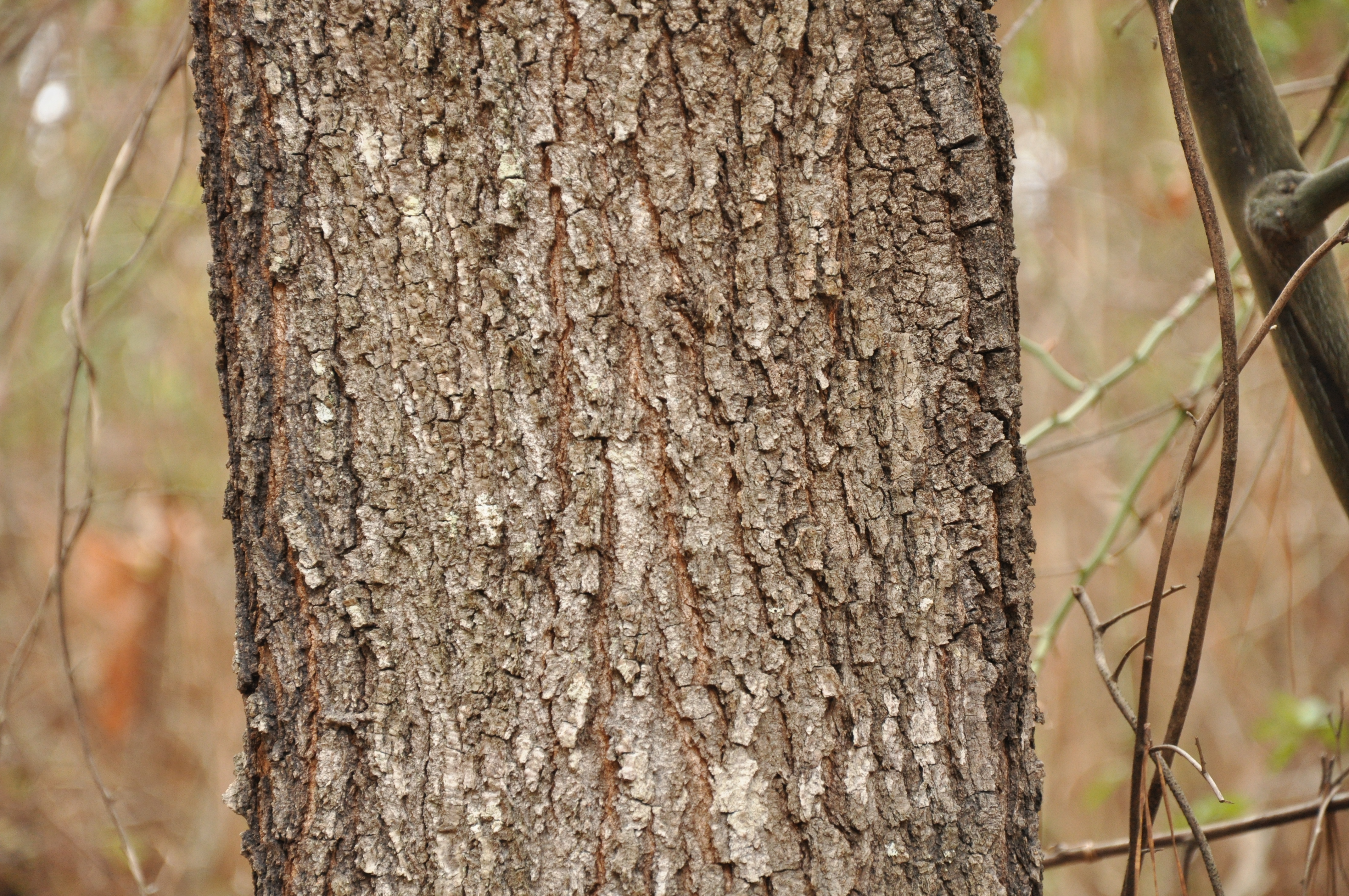 quercus pagoda