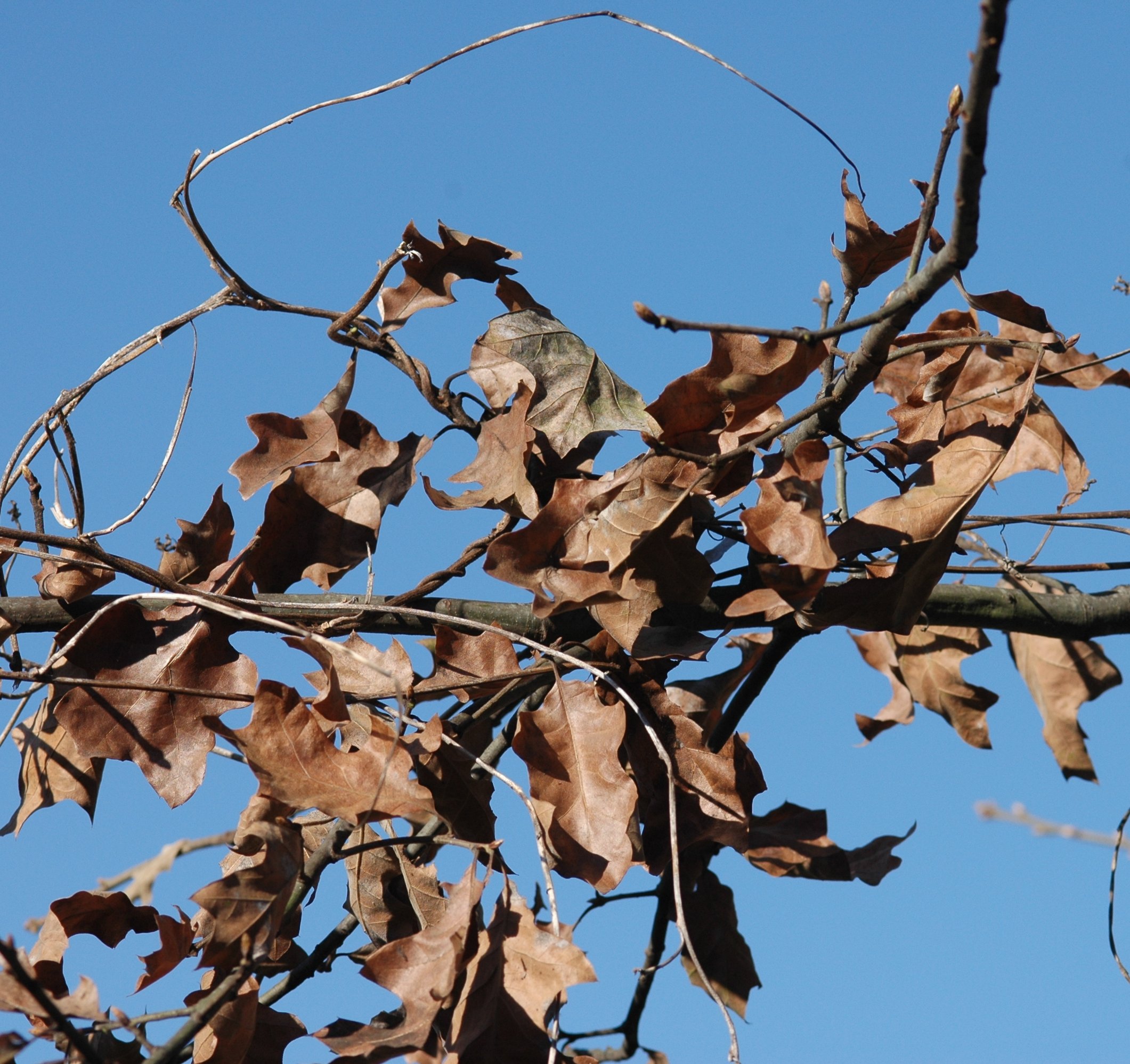 quercus pagoda