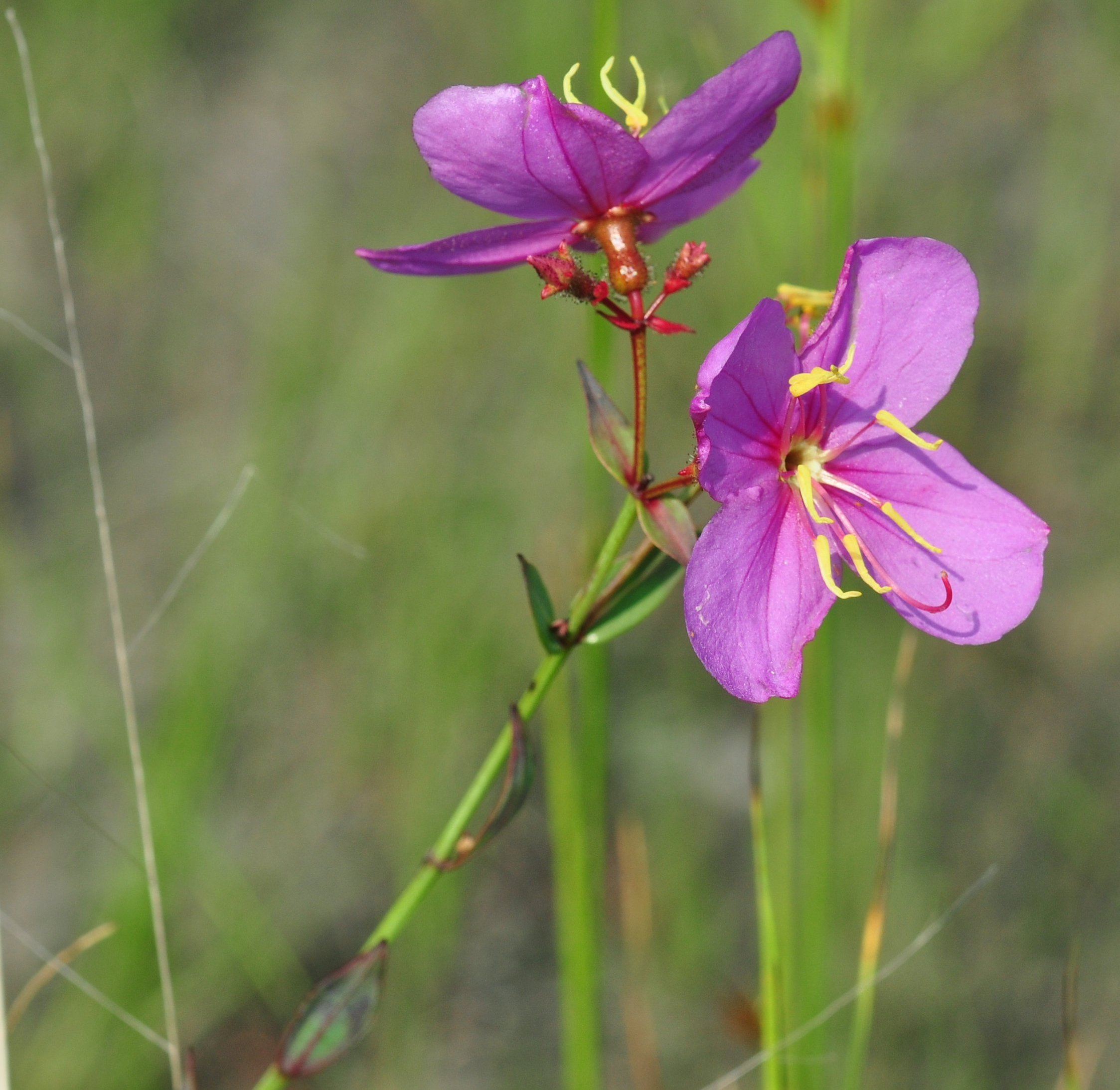 Plants of Louisiana